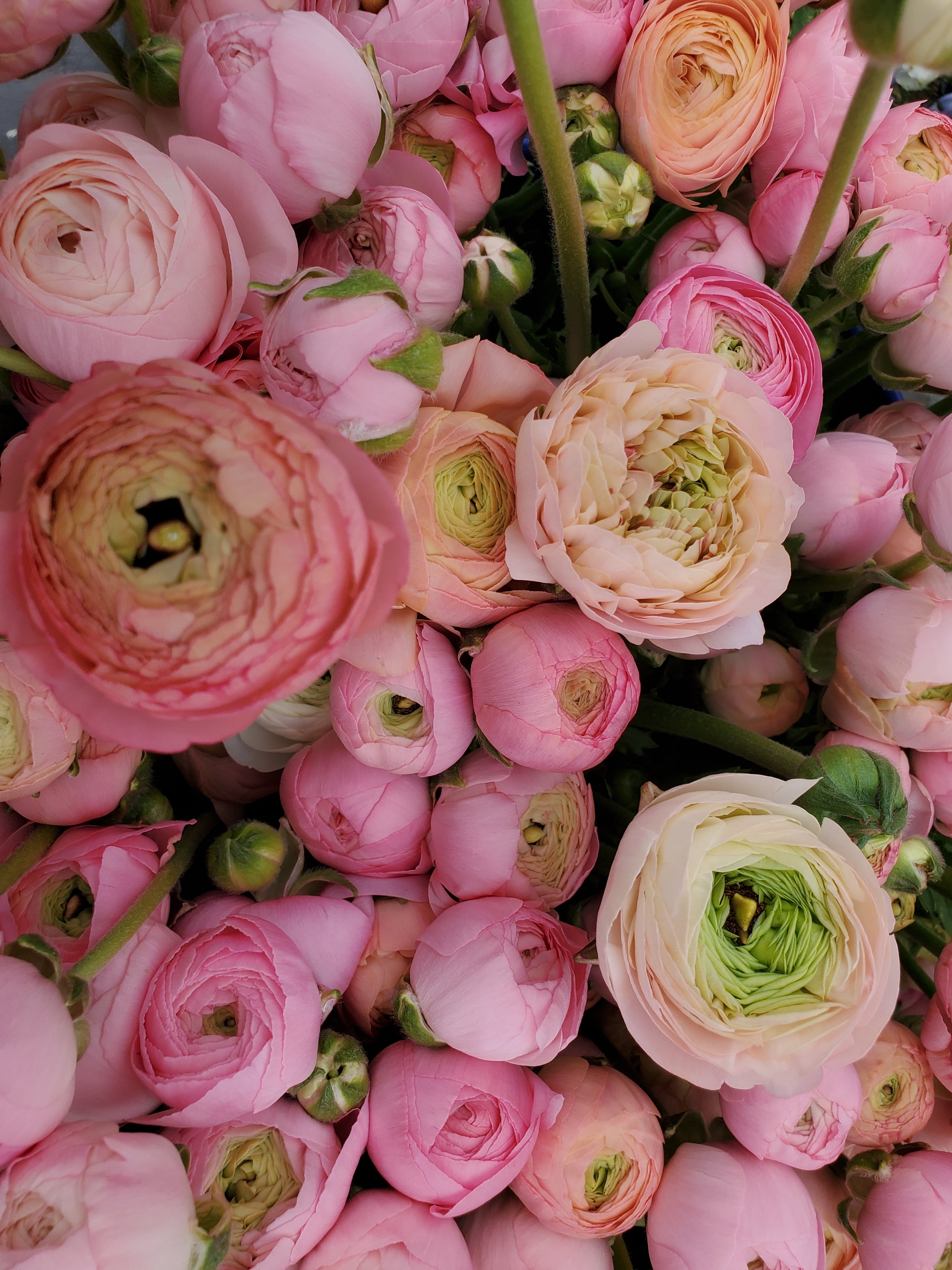 Ranunculus