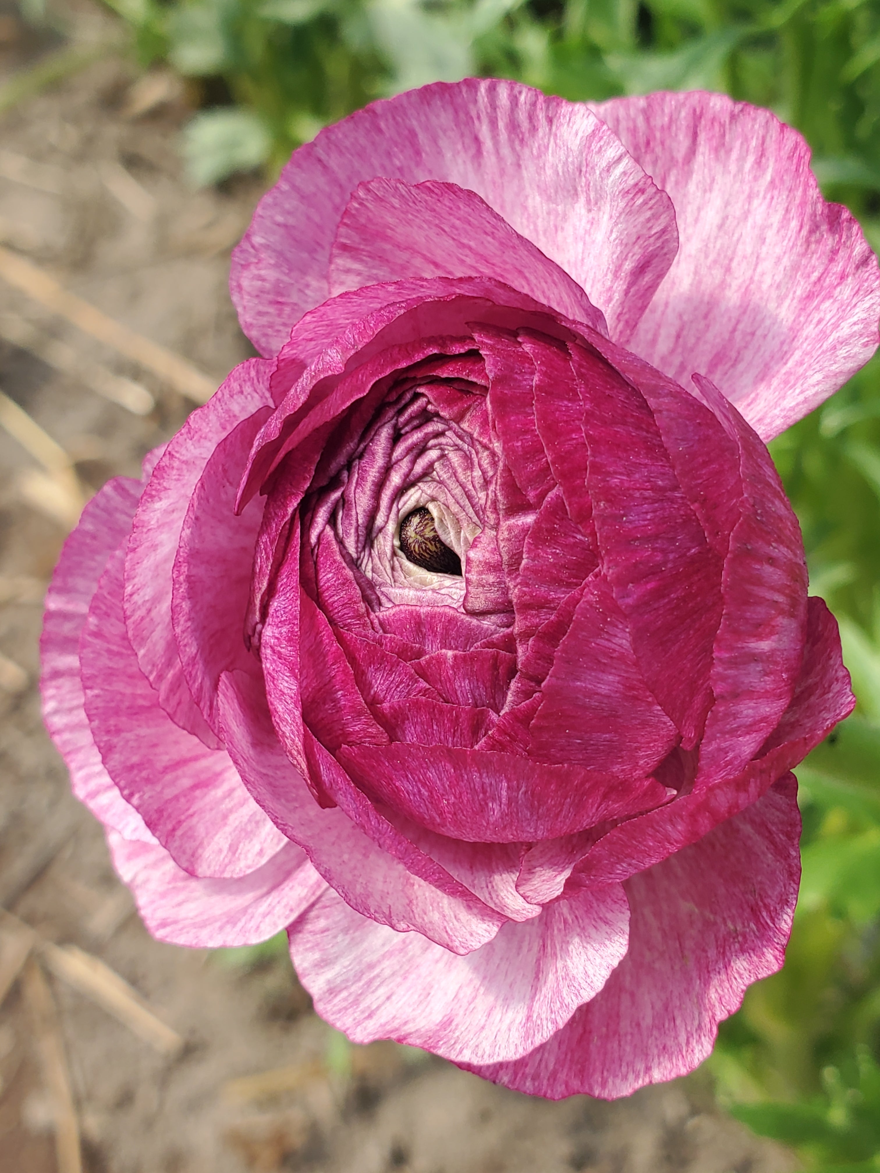Ranunculus