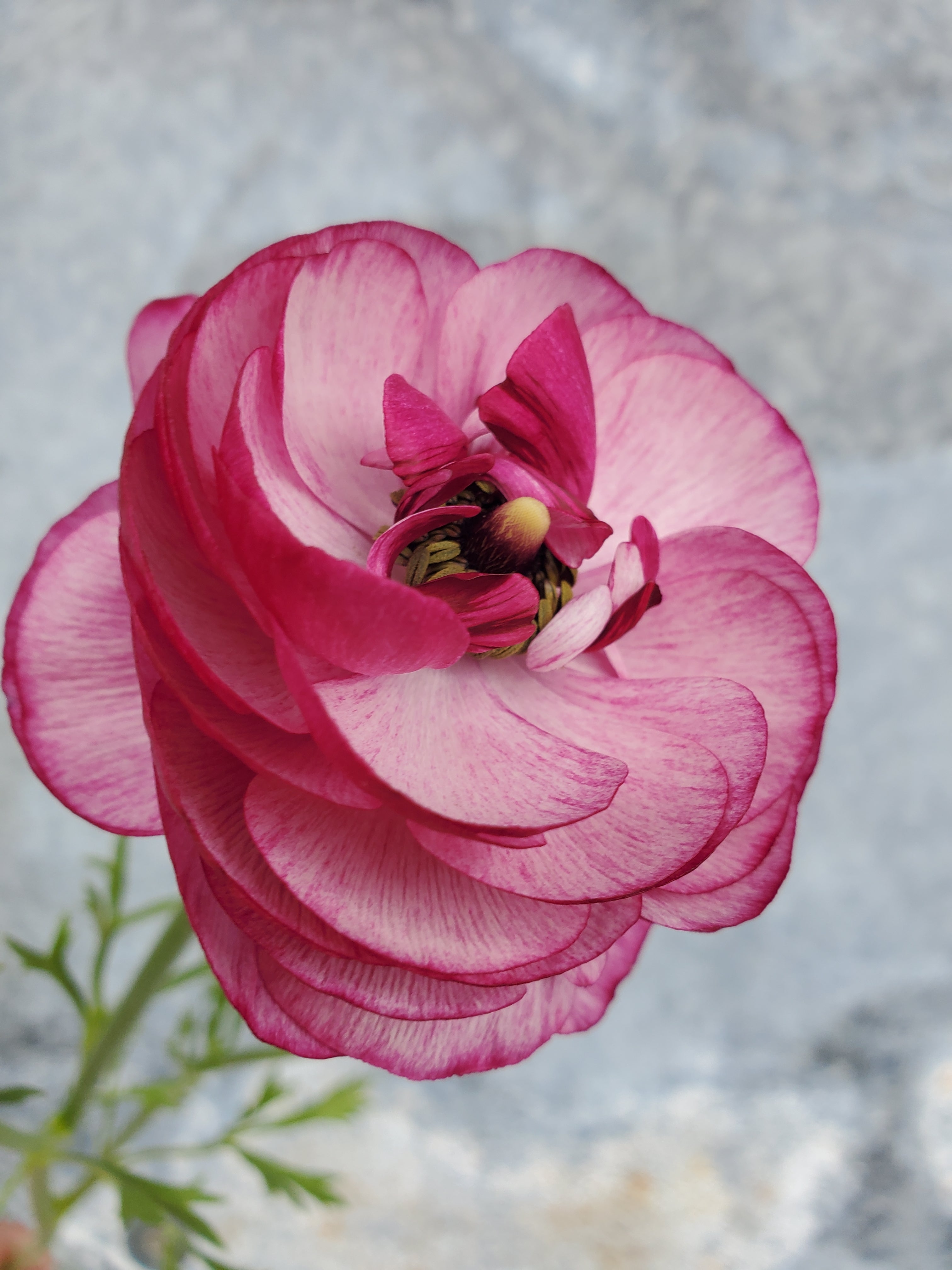 Ranunculus