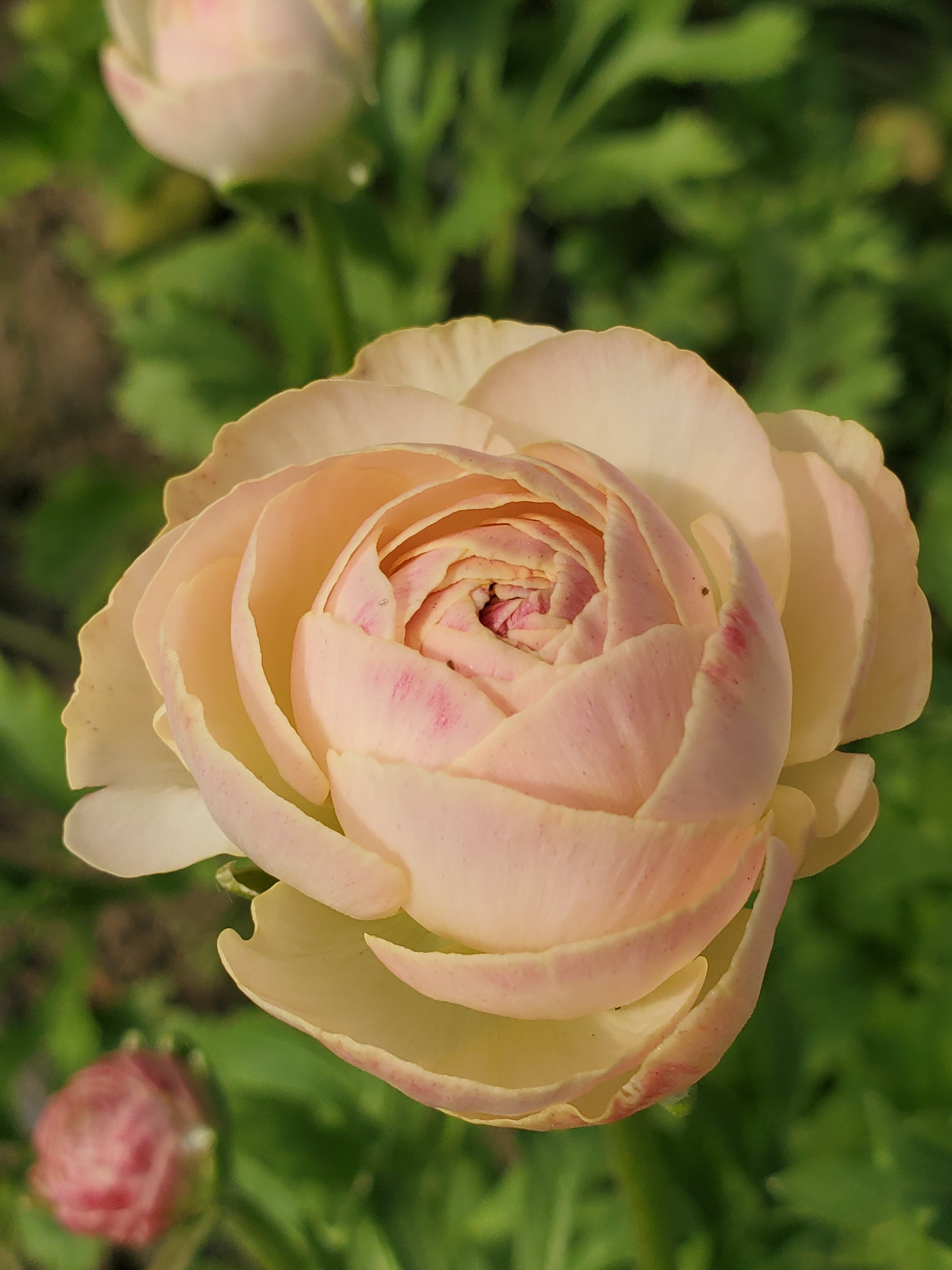 Ranunculus