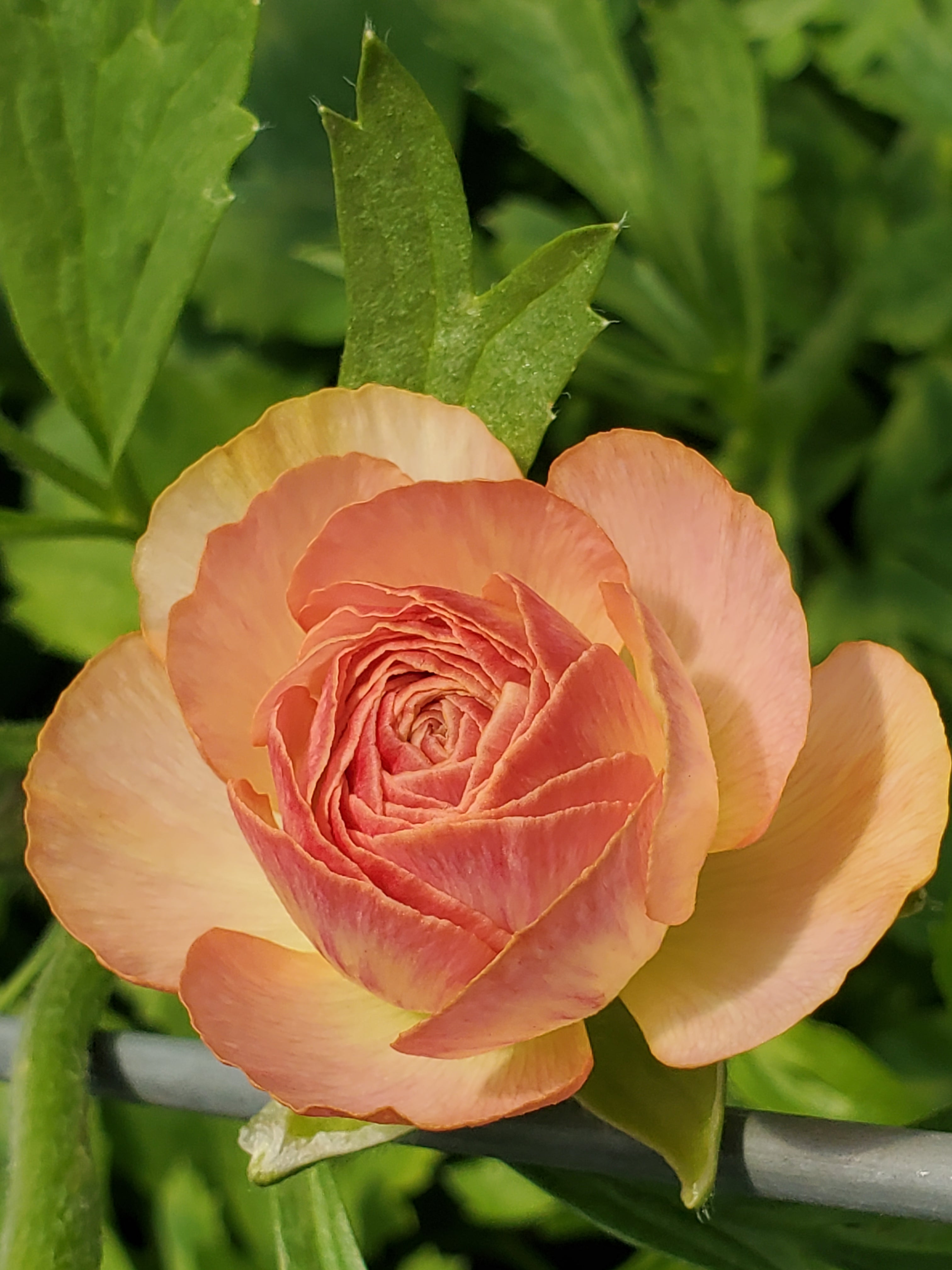 Ranunculus