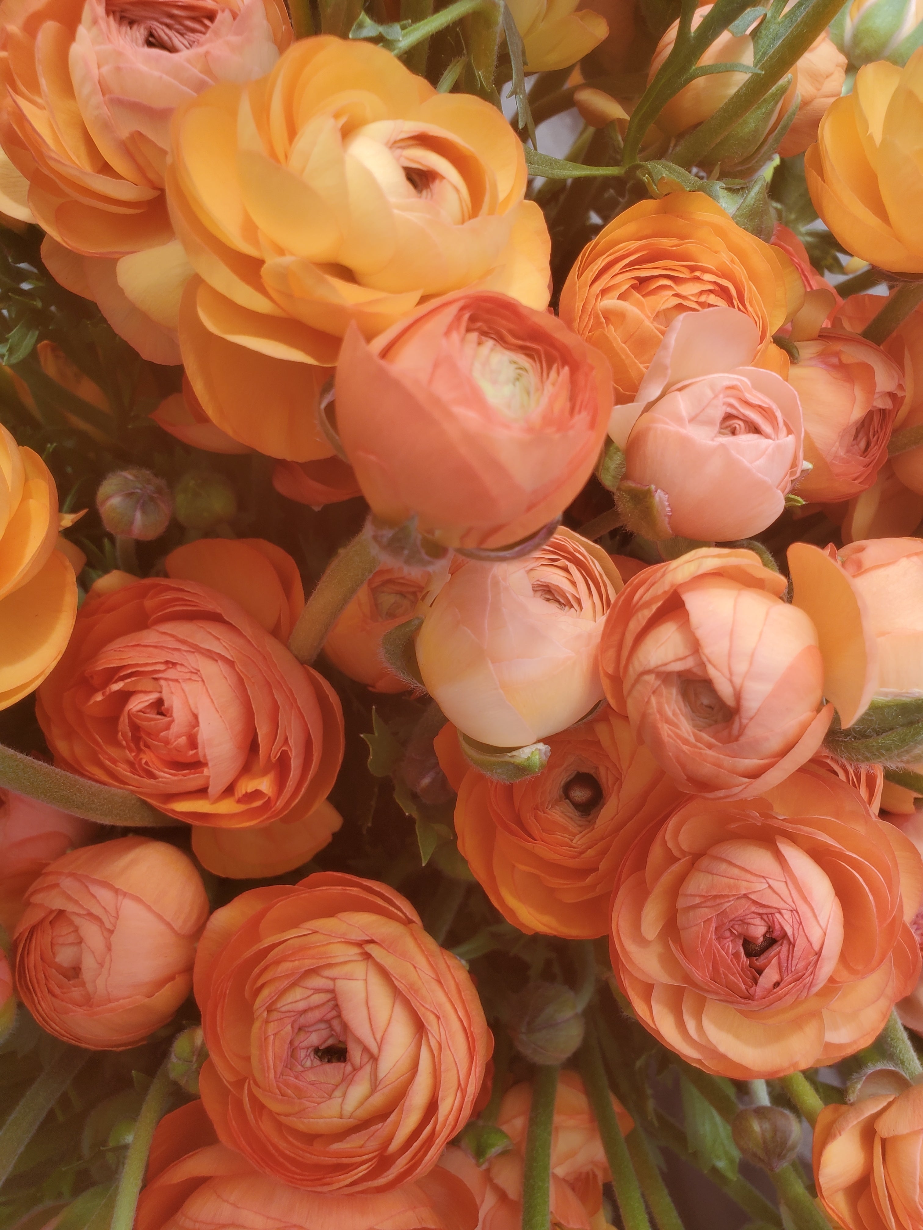 Ranunculus