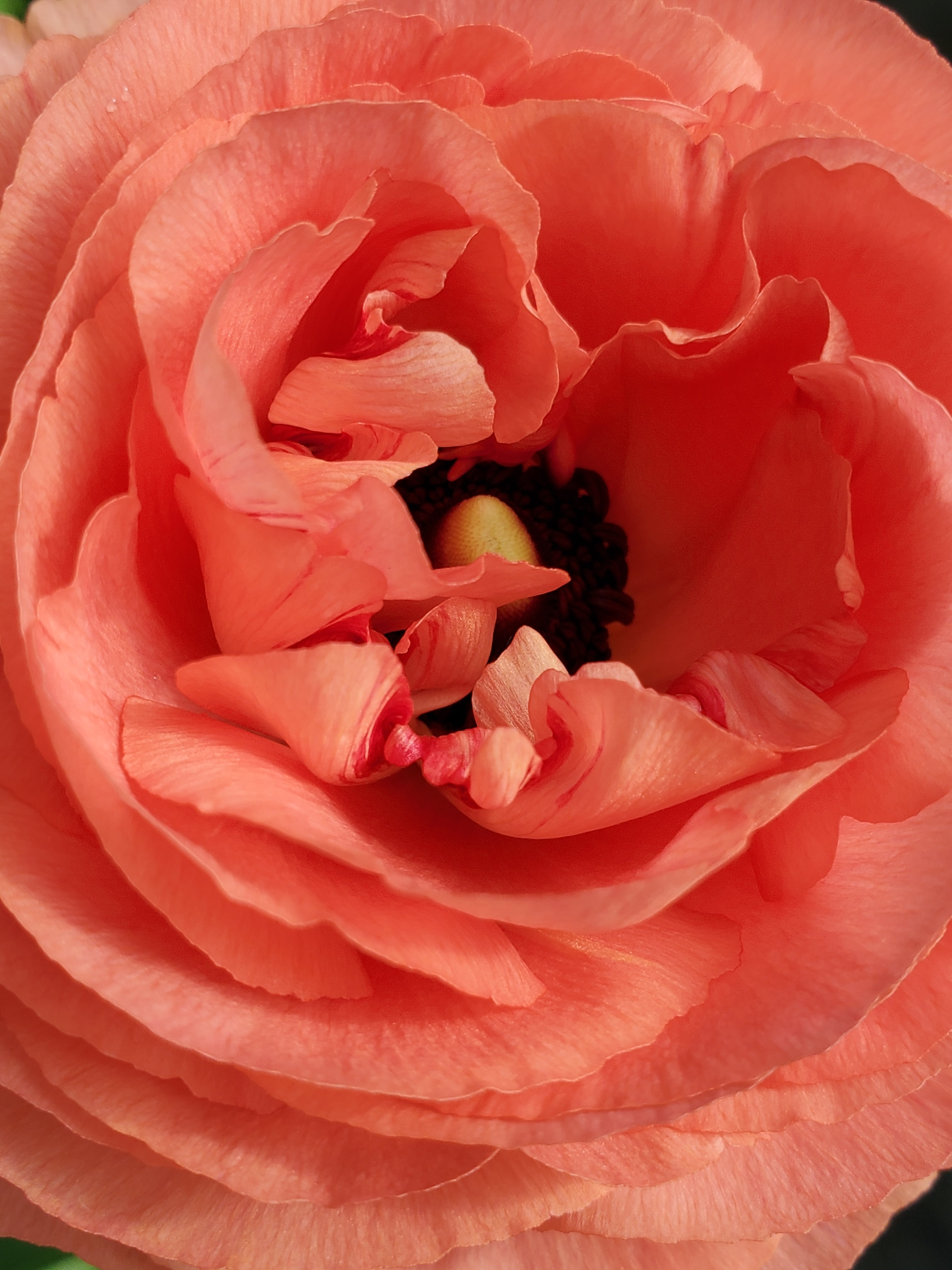 Ranunculus