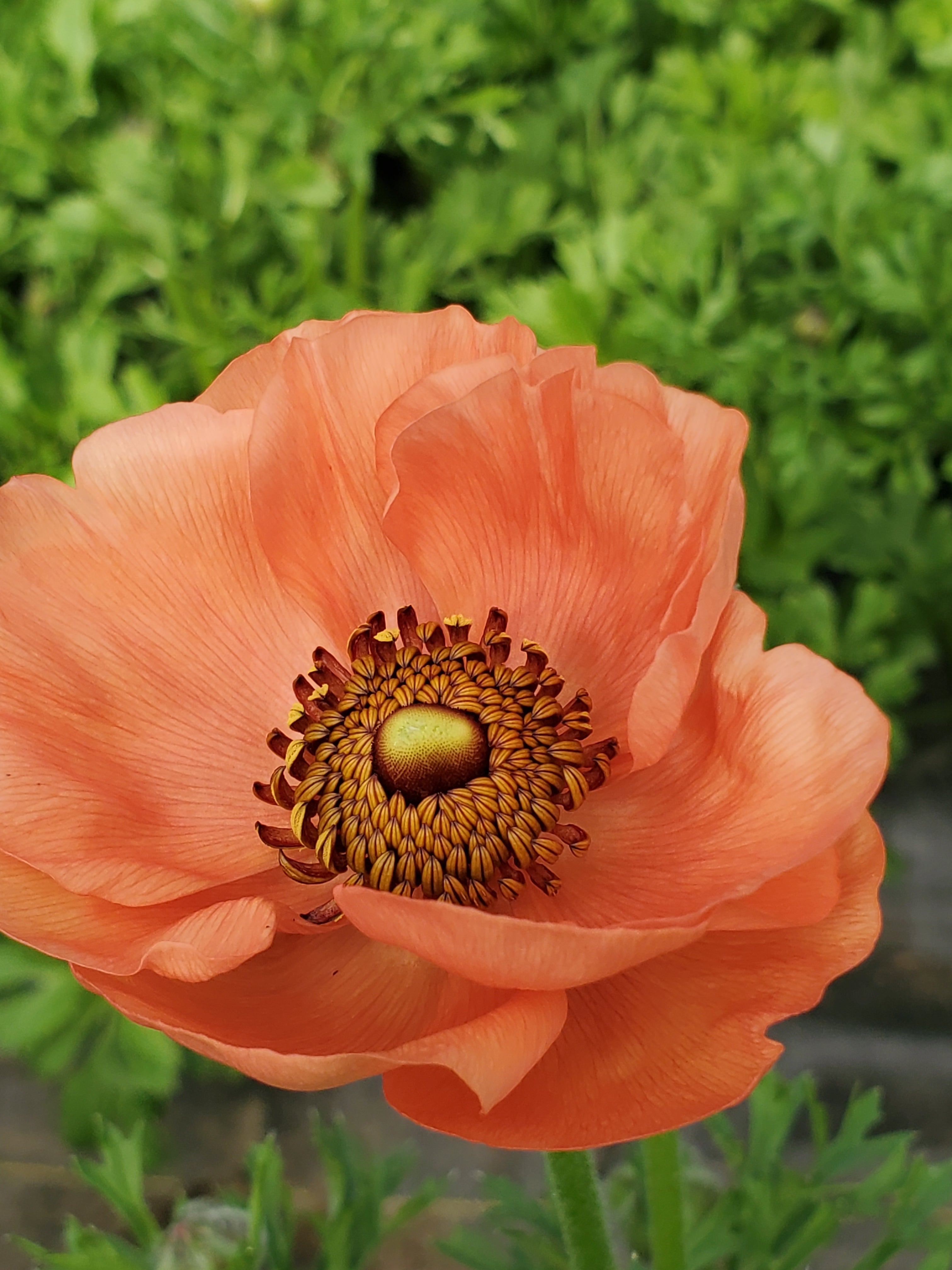 Ranunculus