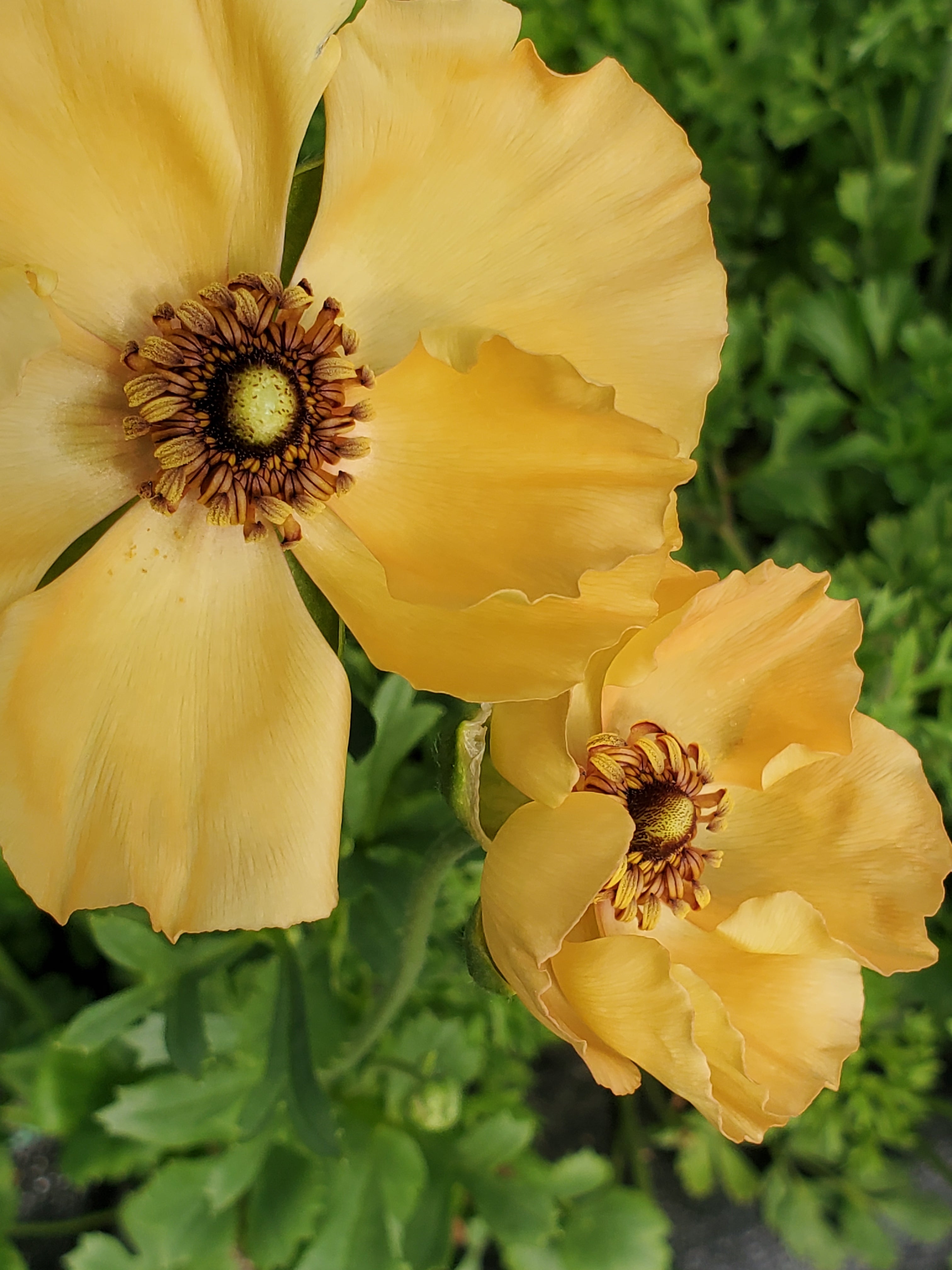 Ranunculus