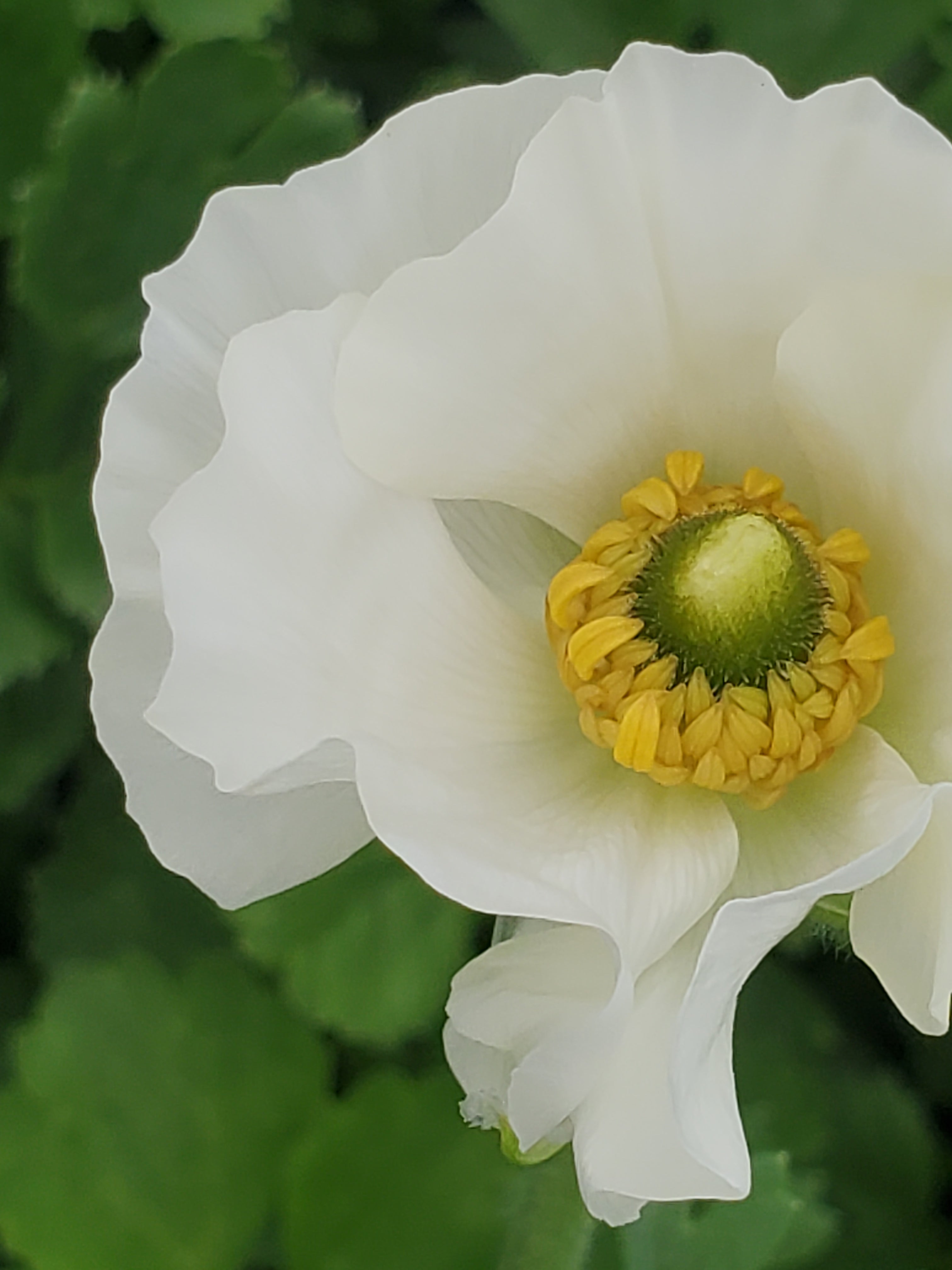 Ranunculus