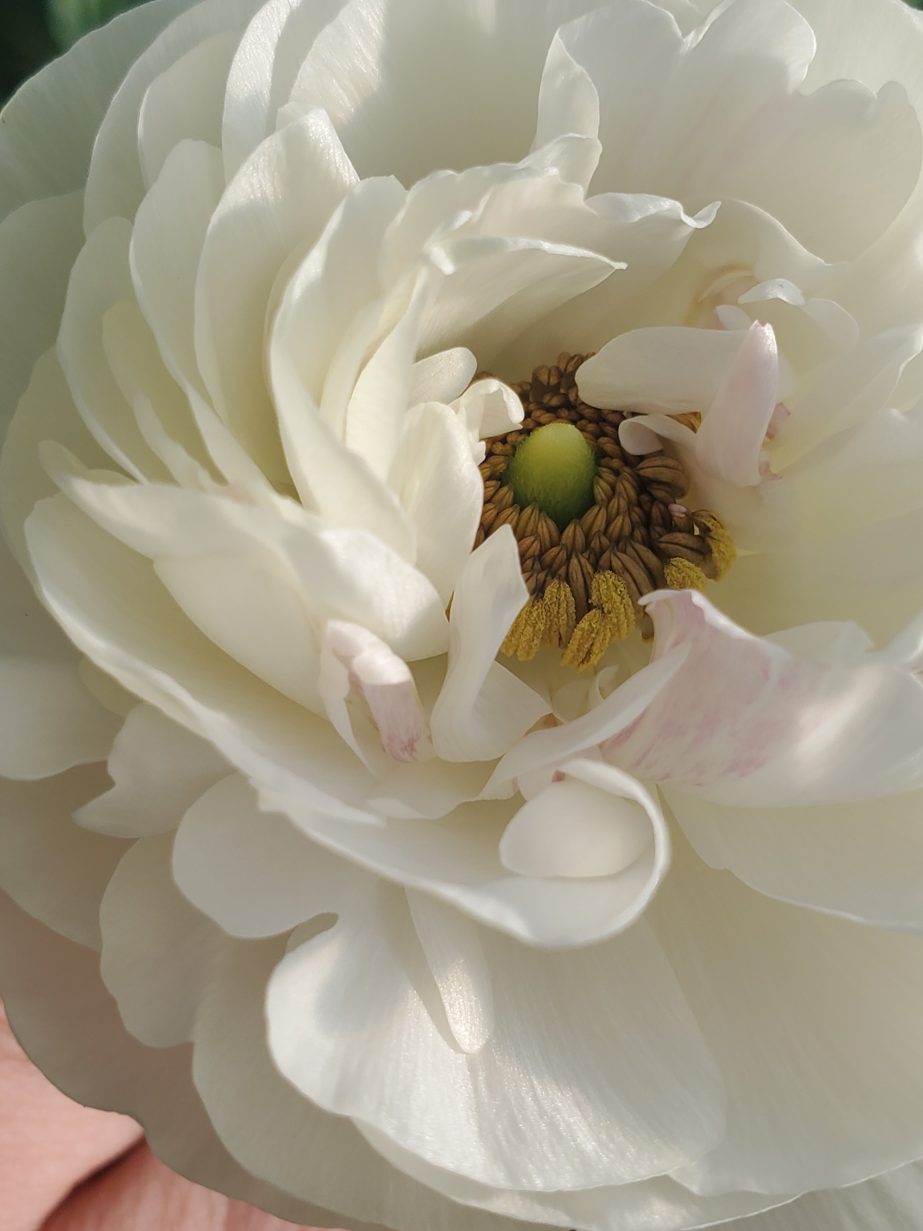 Ranunculus