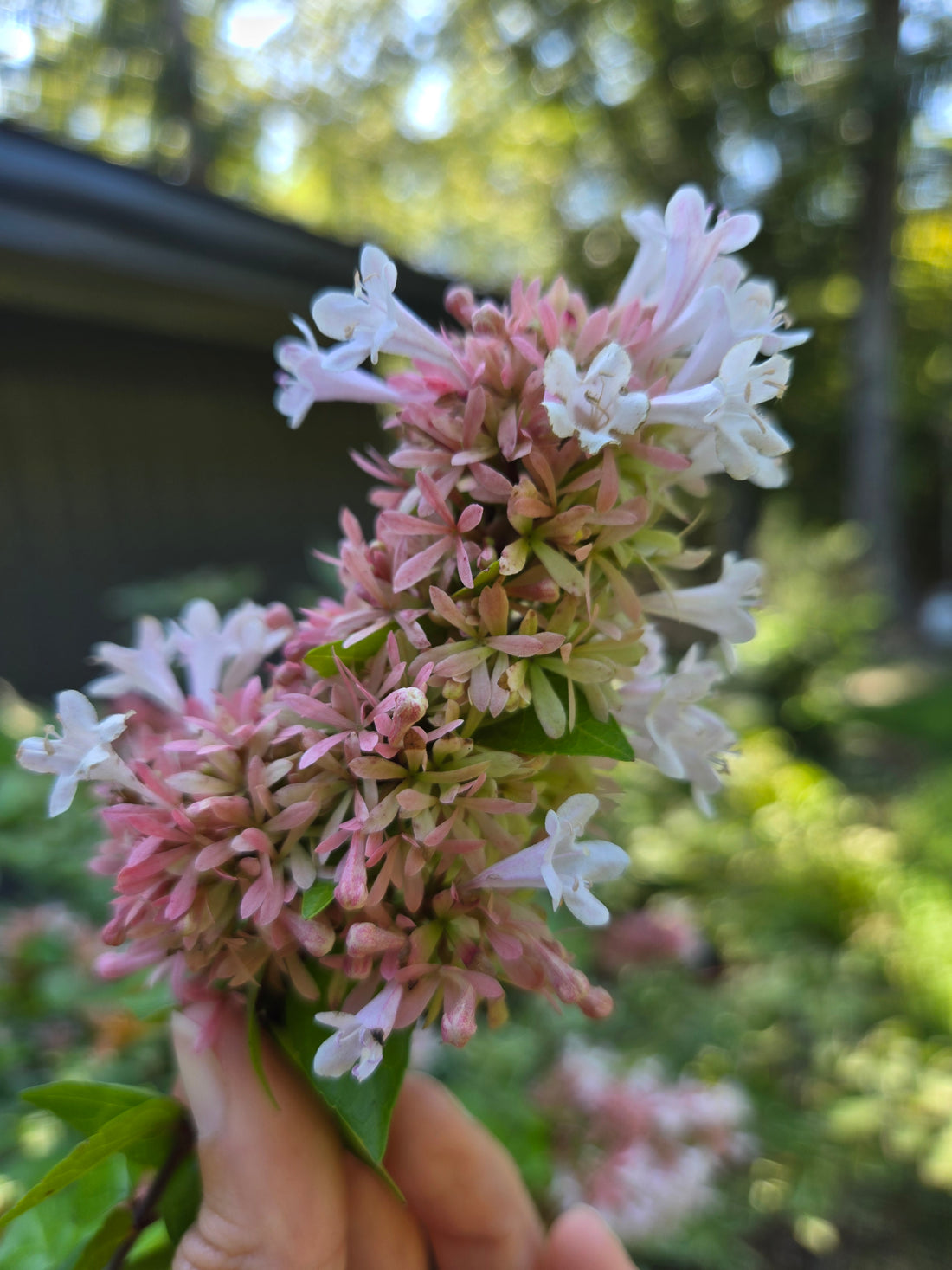 Abelia- Canyon Creek