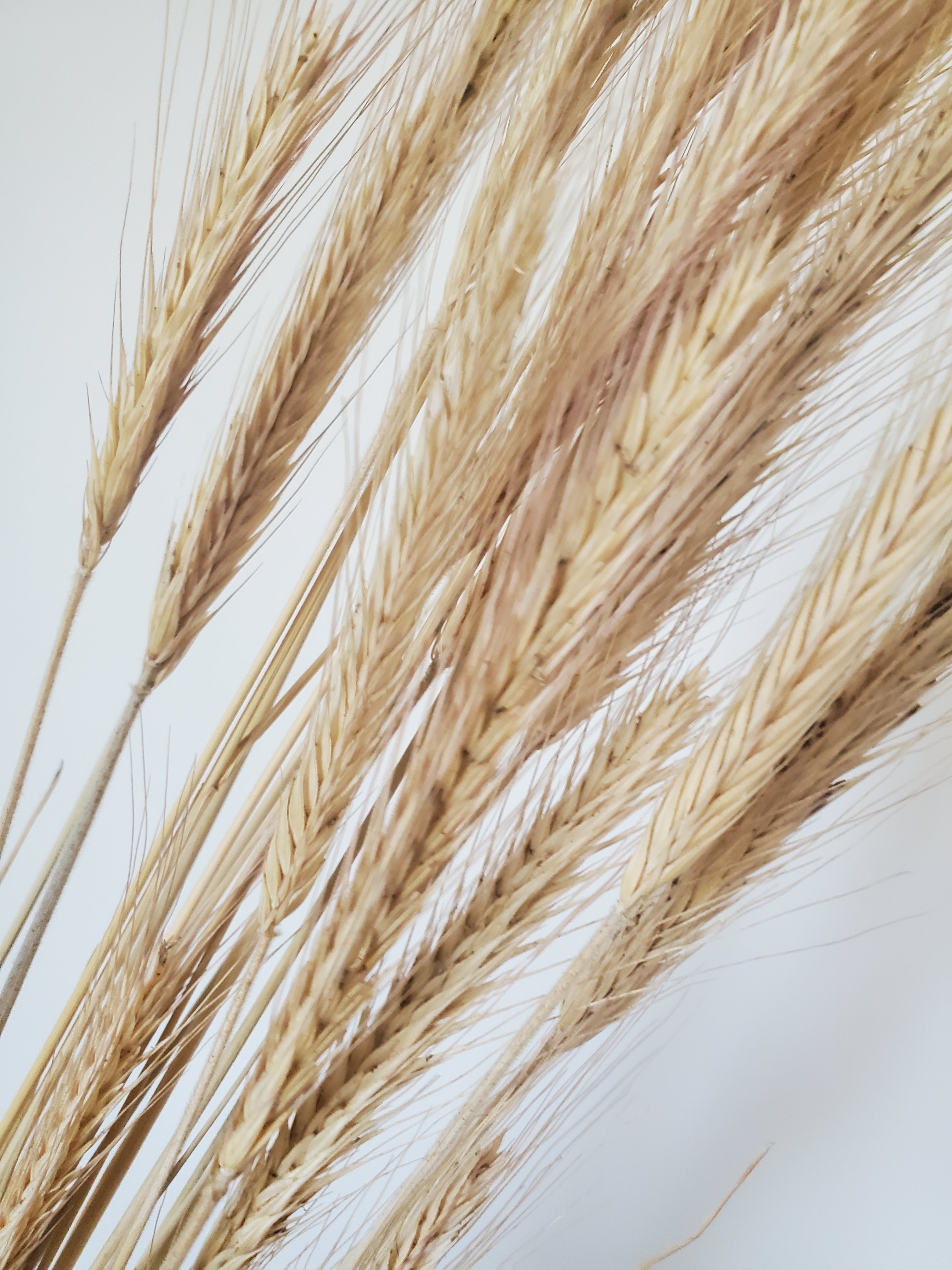 Rye- DRIED