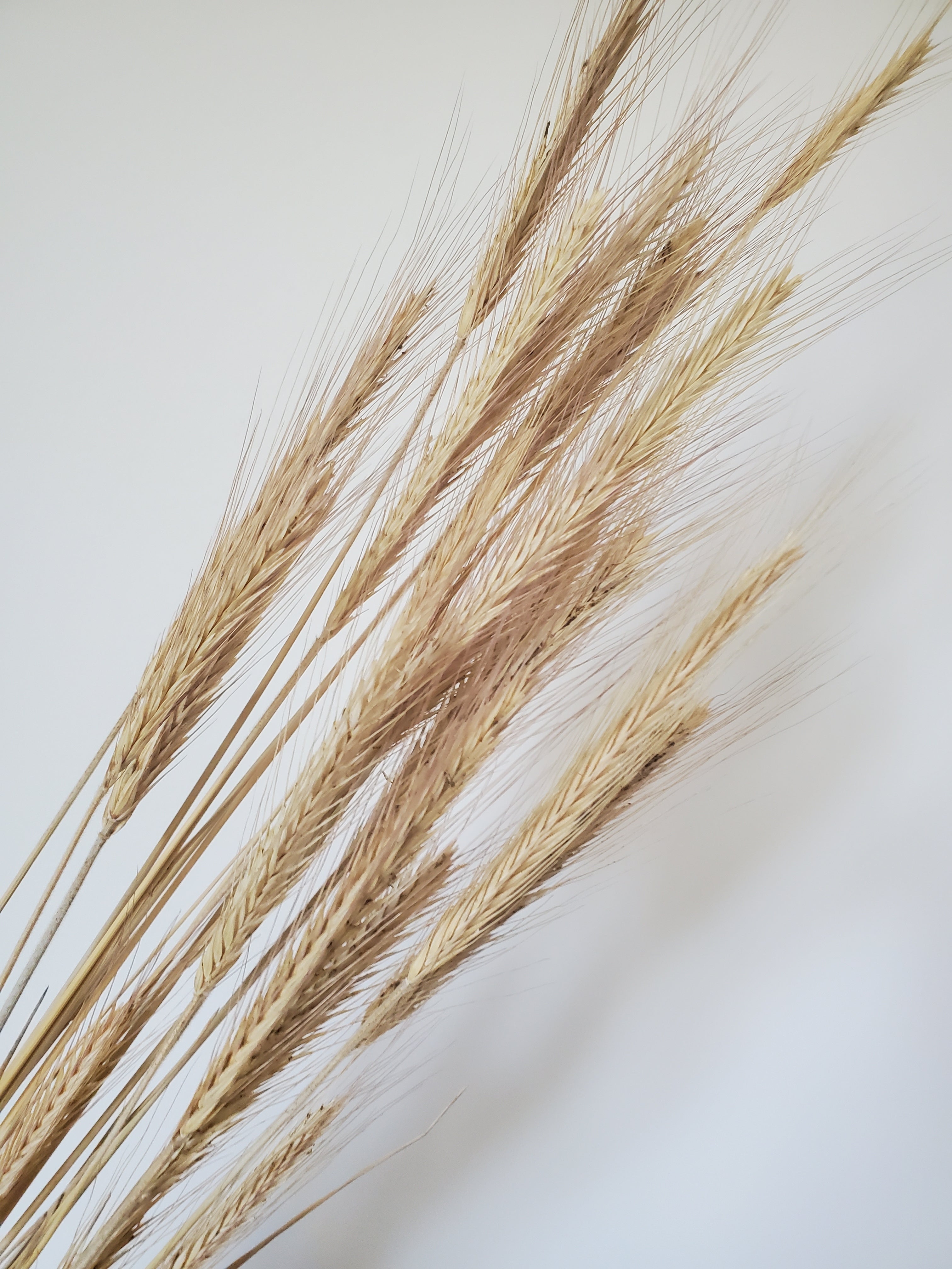 Rye- DRIED