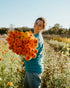 Marigold : Orange