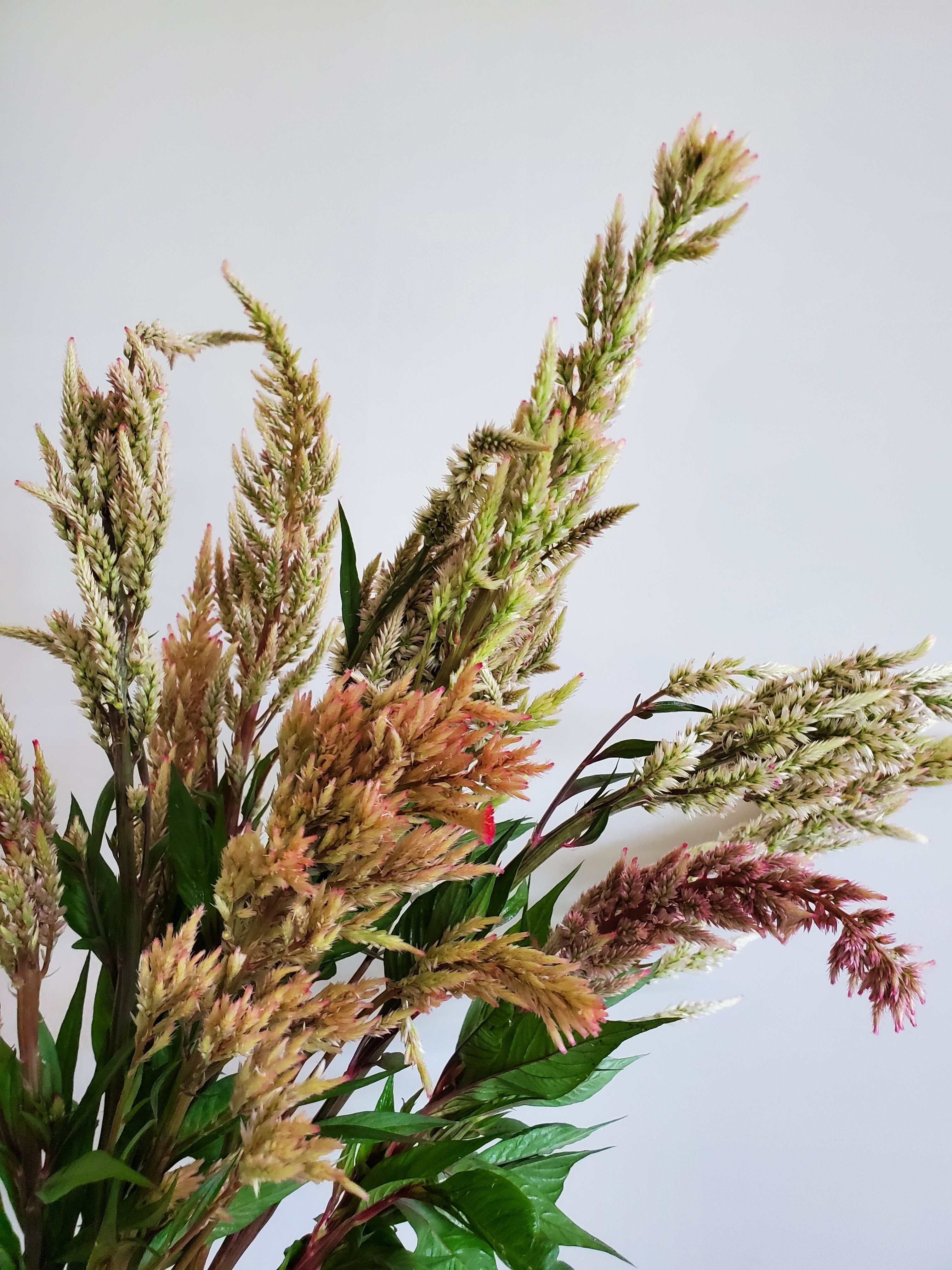 Celosia Plumed : Vintage Rose Mix