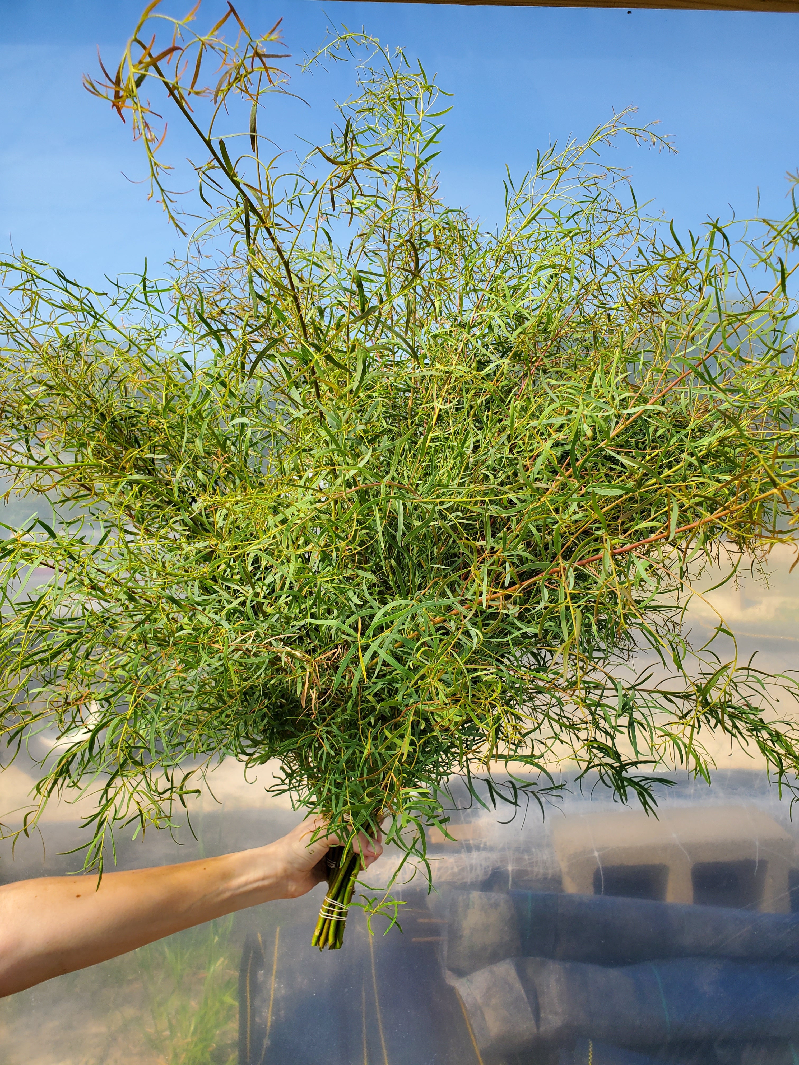 Eucalyptus : Willow
