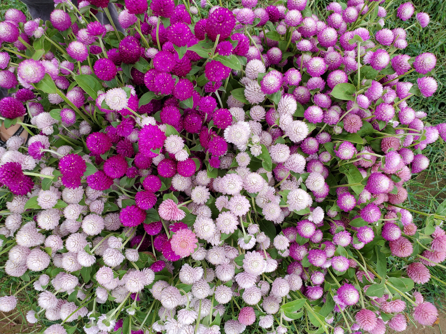 Gomphrena : Mix (Growers Choice)