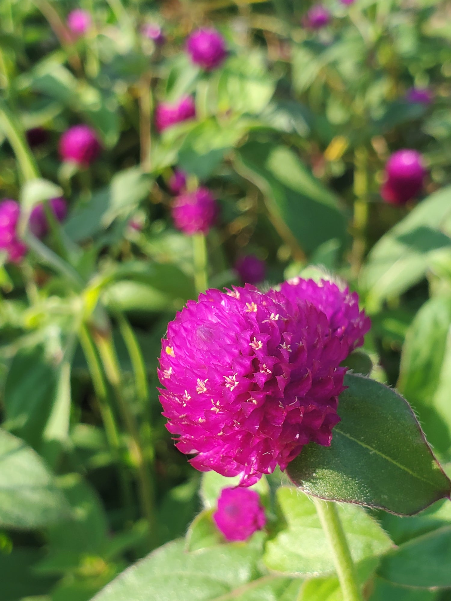 Gomphrena : Purple