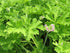 Scented Geranium Foliage : Mix (Growers Choice)