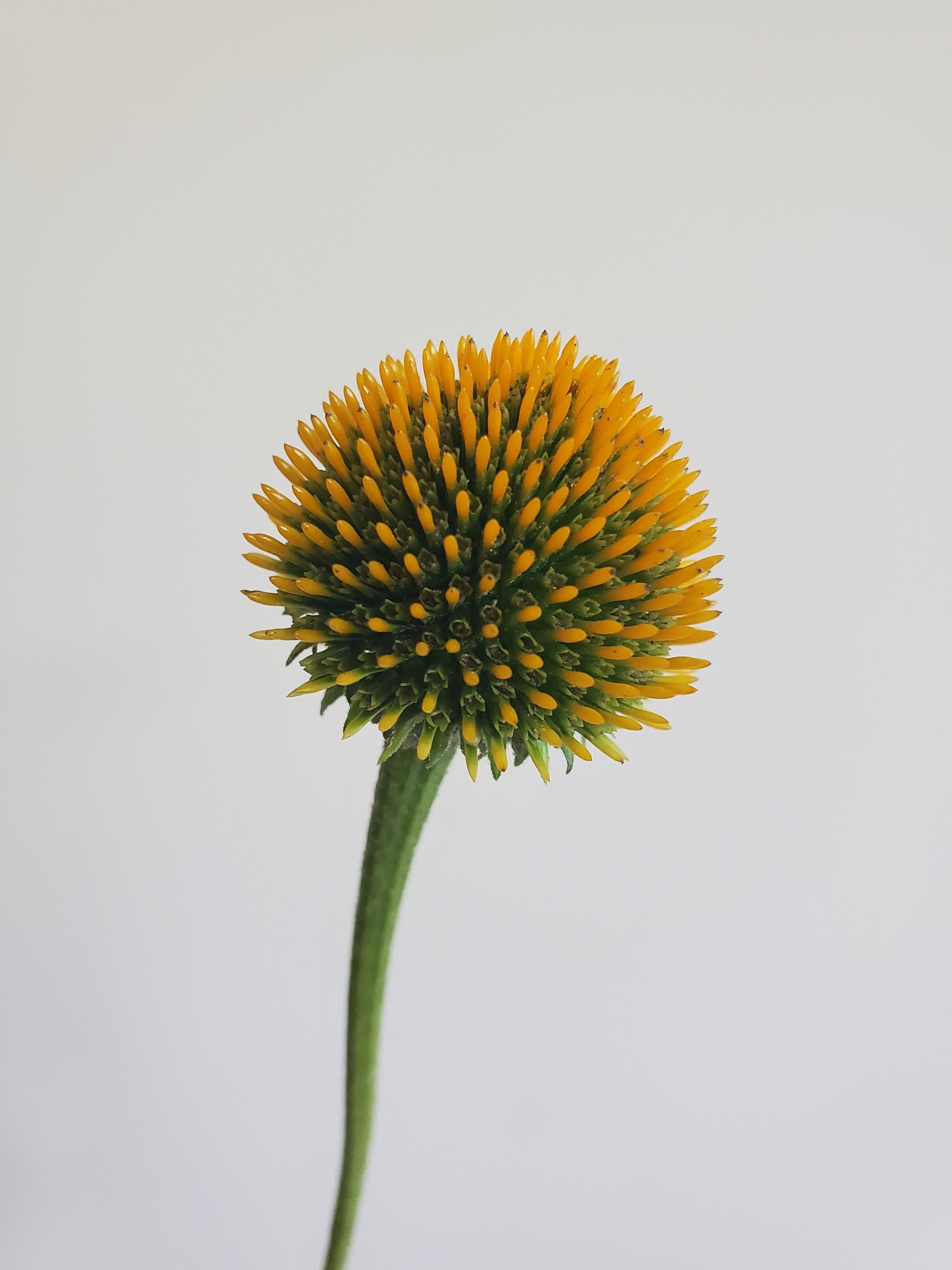 Echinacea : Watermelon