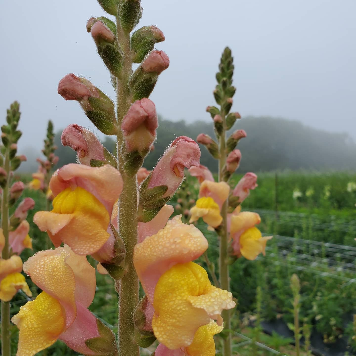 Snapdragon : Patomac Royal