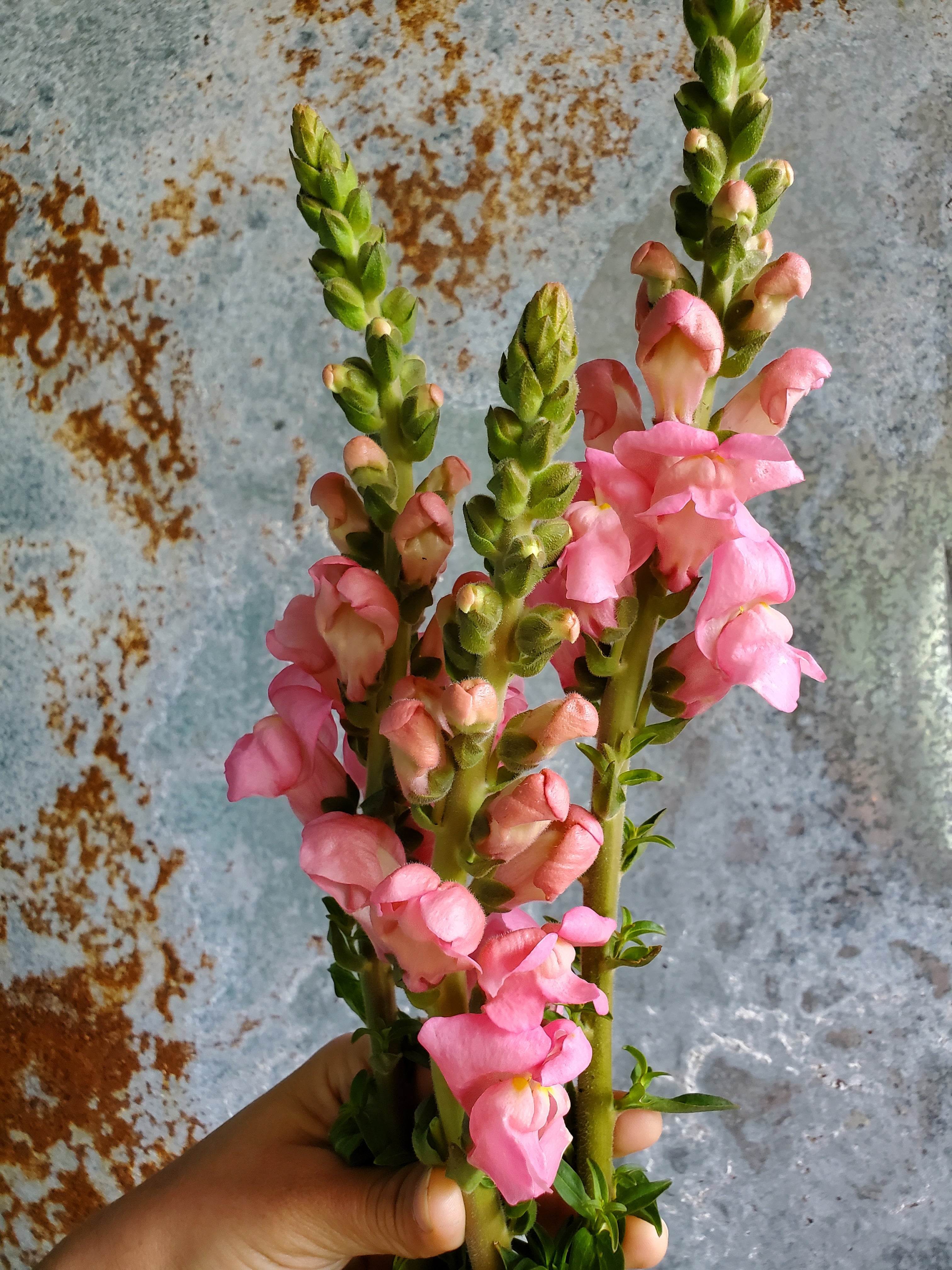 Snapdragon : Patomac Early White