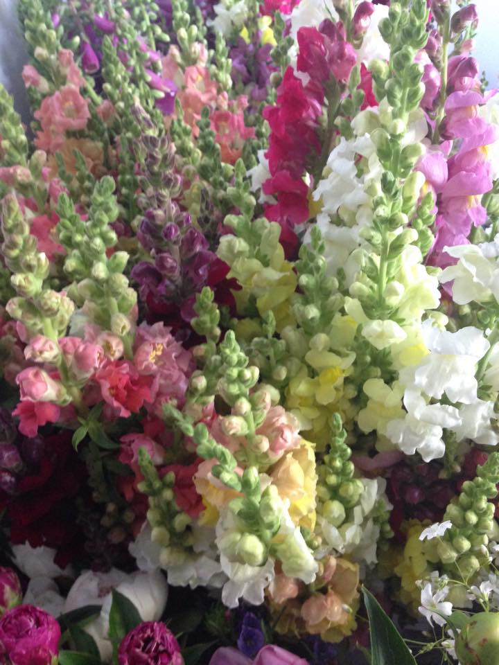 Snapdragon : Patomac White