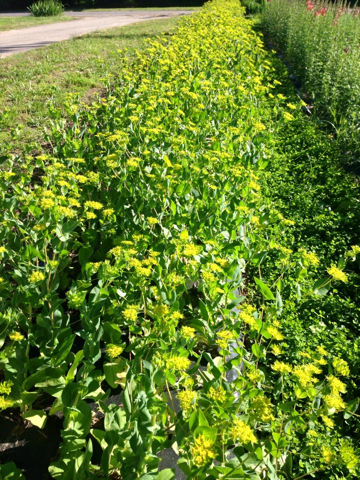 Bupleurum