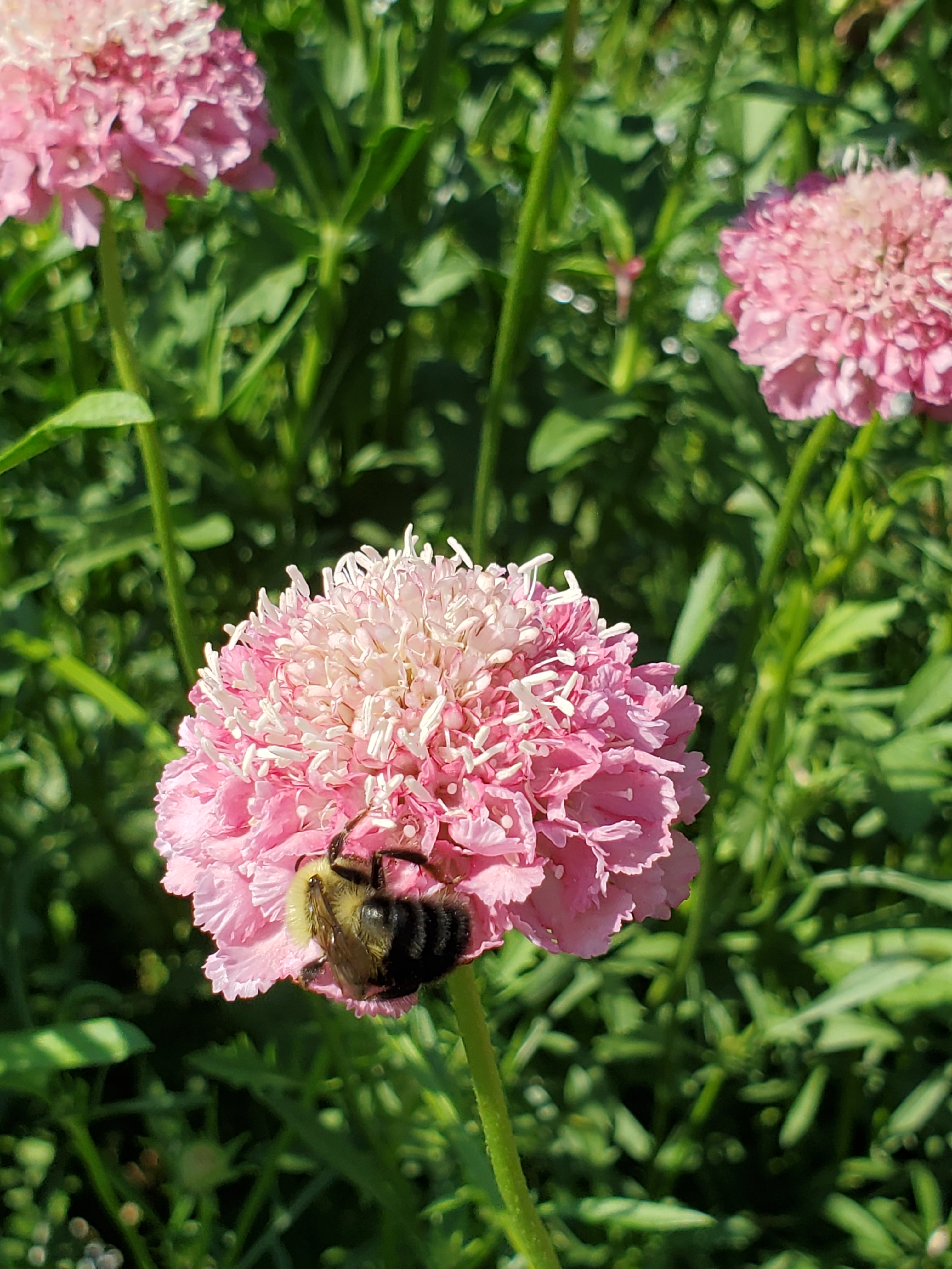 Scabiosa
