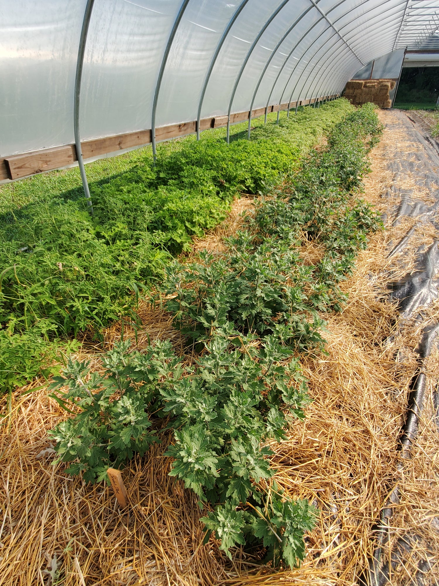 Scented Geranium Foliage