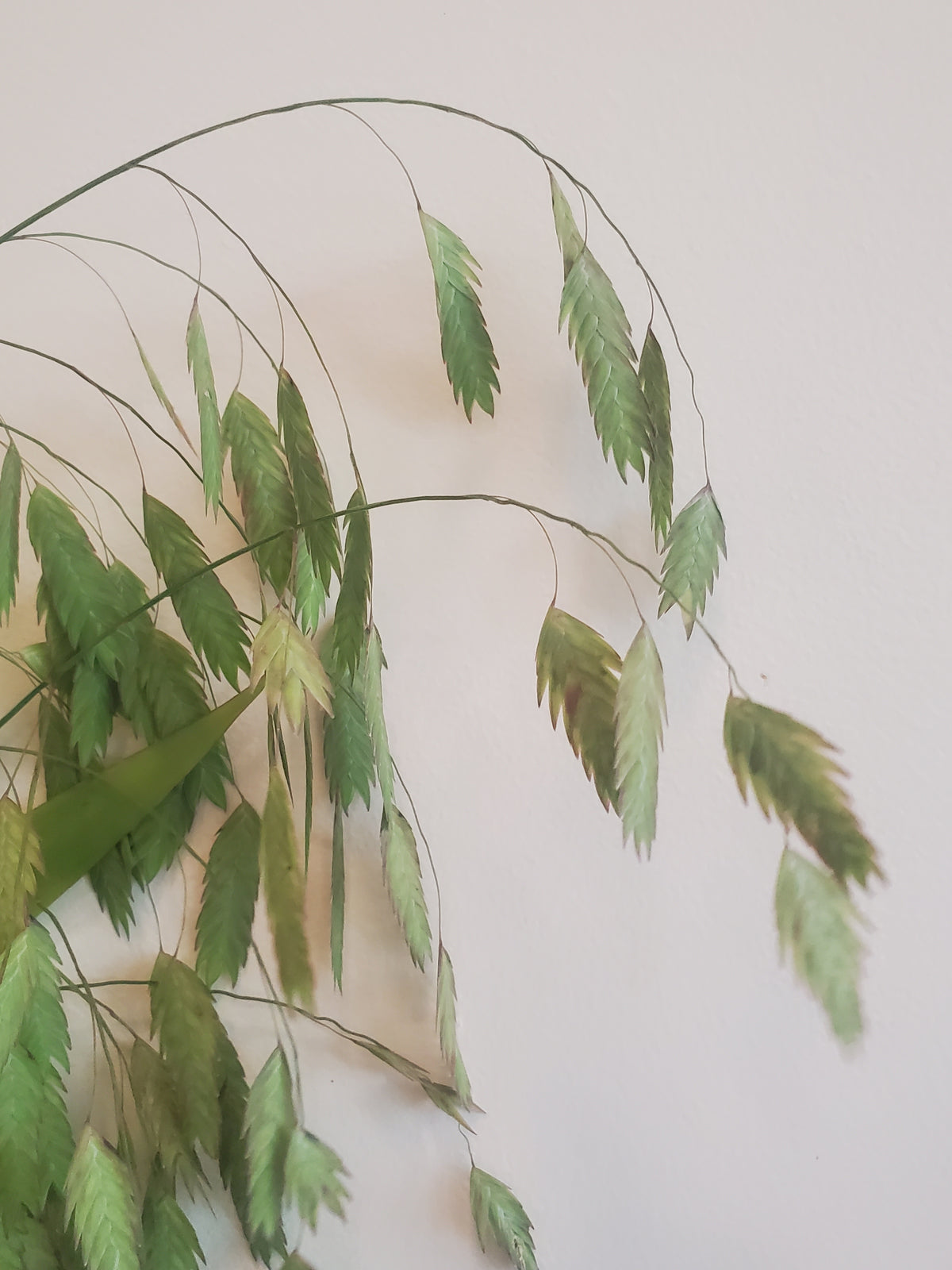 Sea Oats Fl.