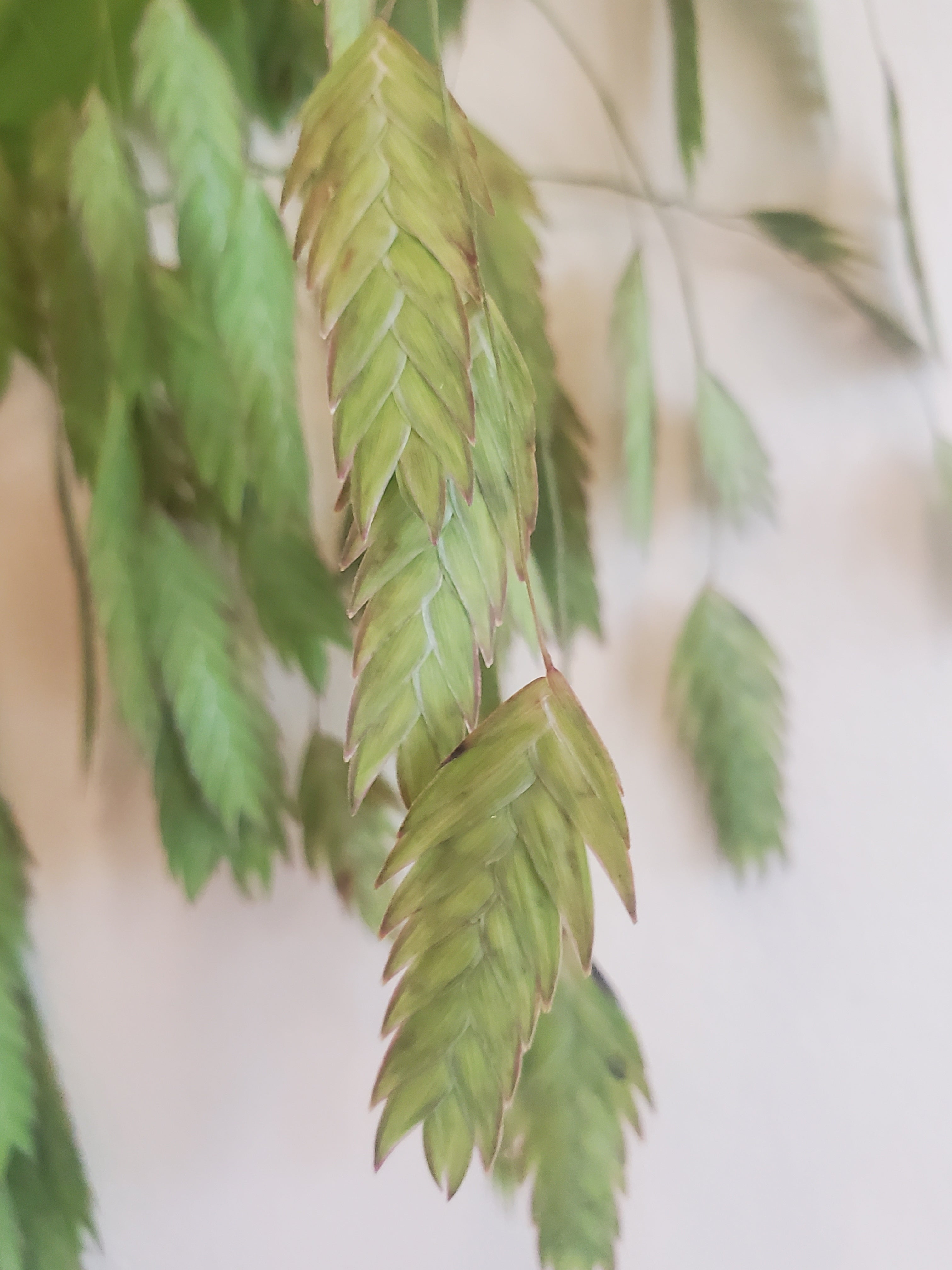 Sea Oats Fl.