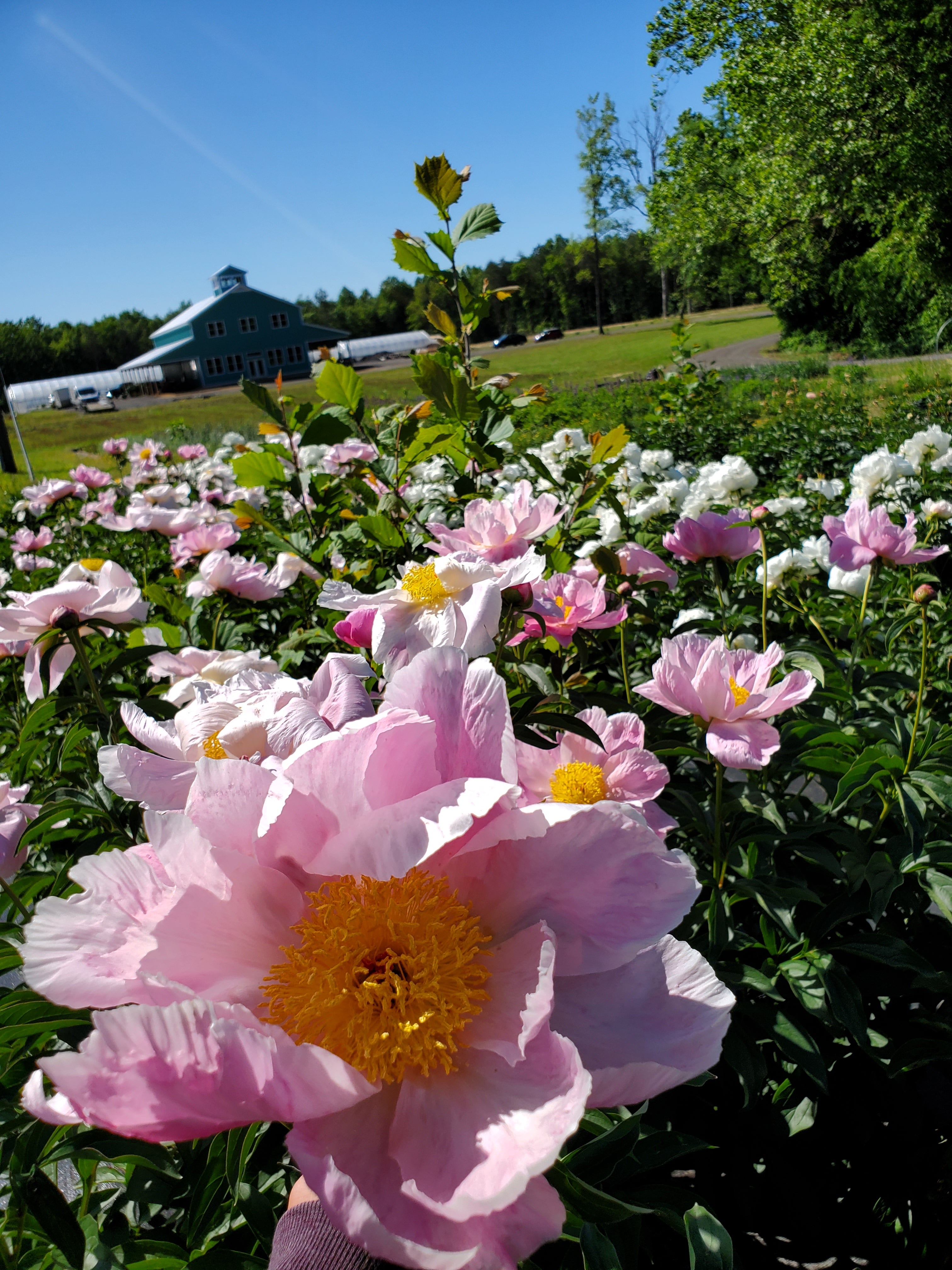 Peony