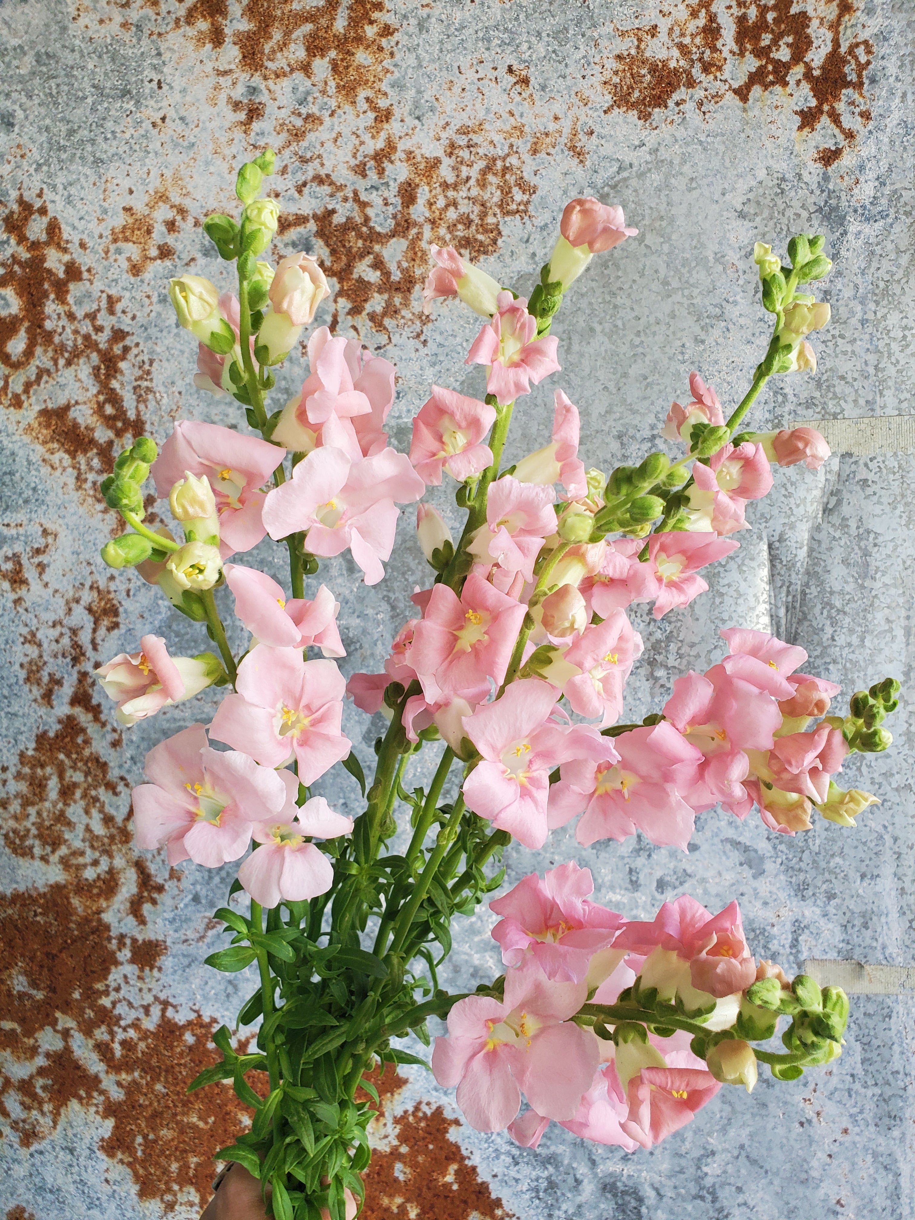 Snapdragon