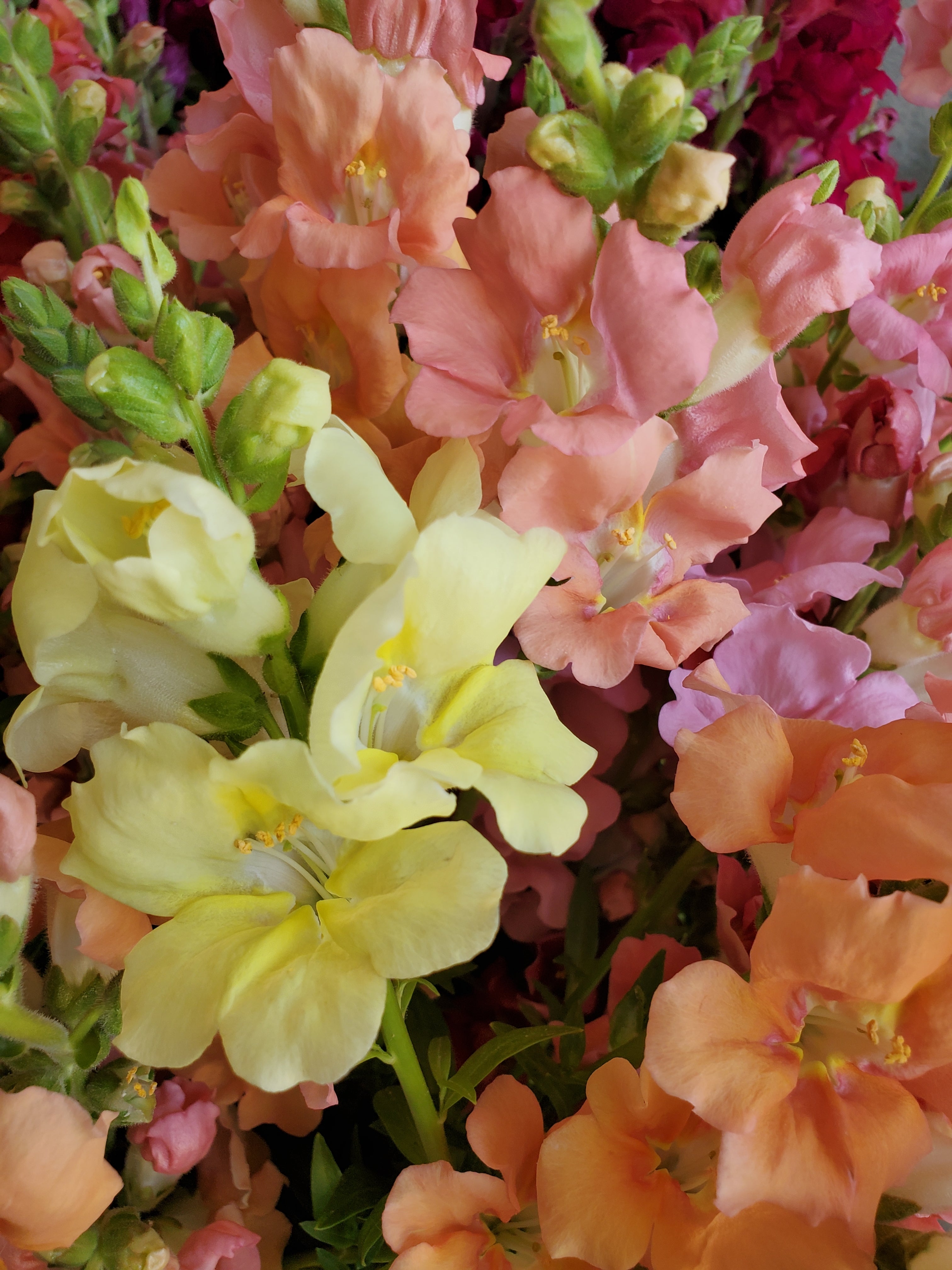 Snapdragon