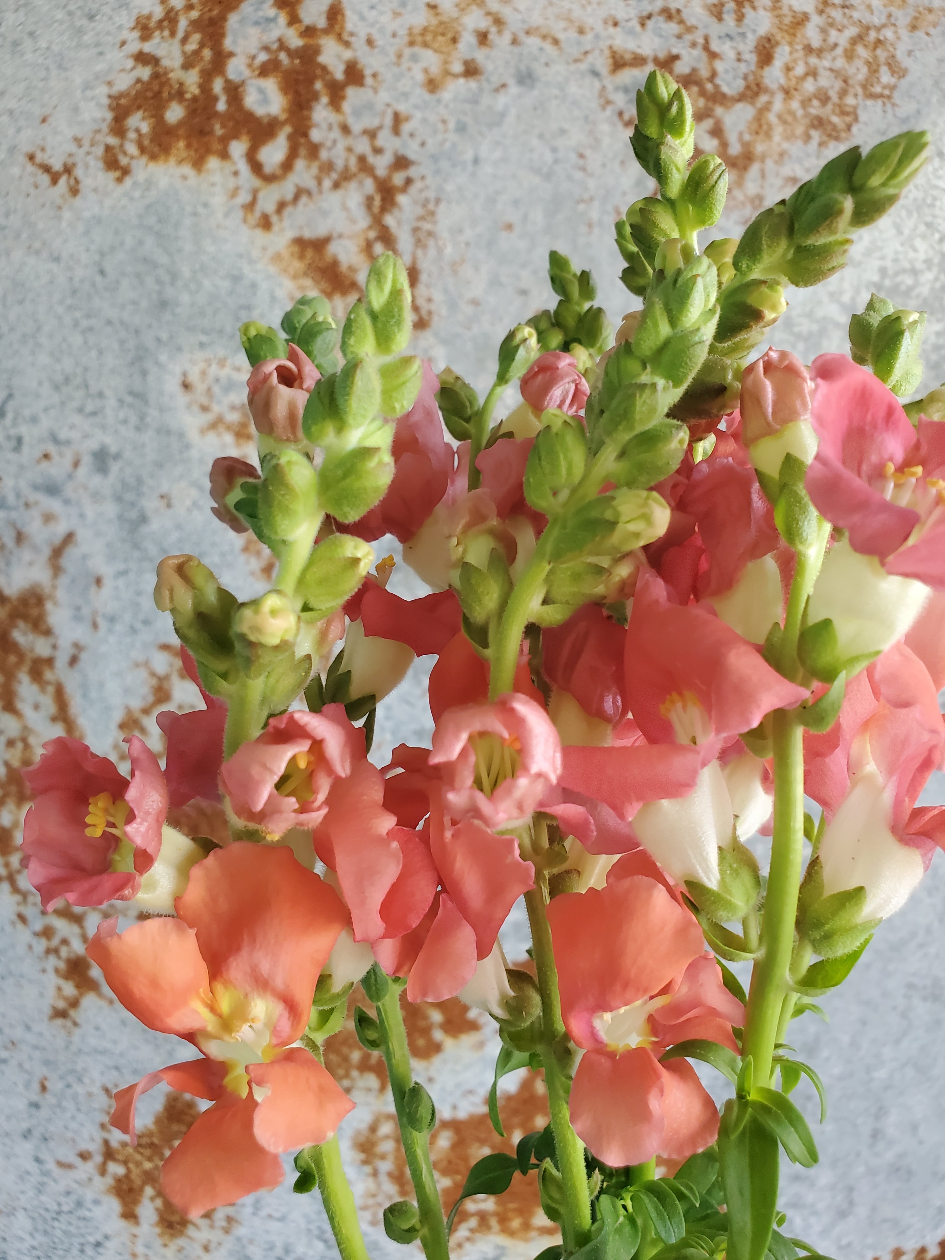 Snapdragon