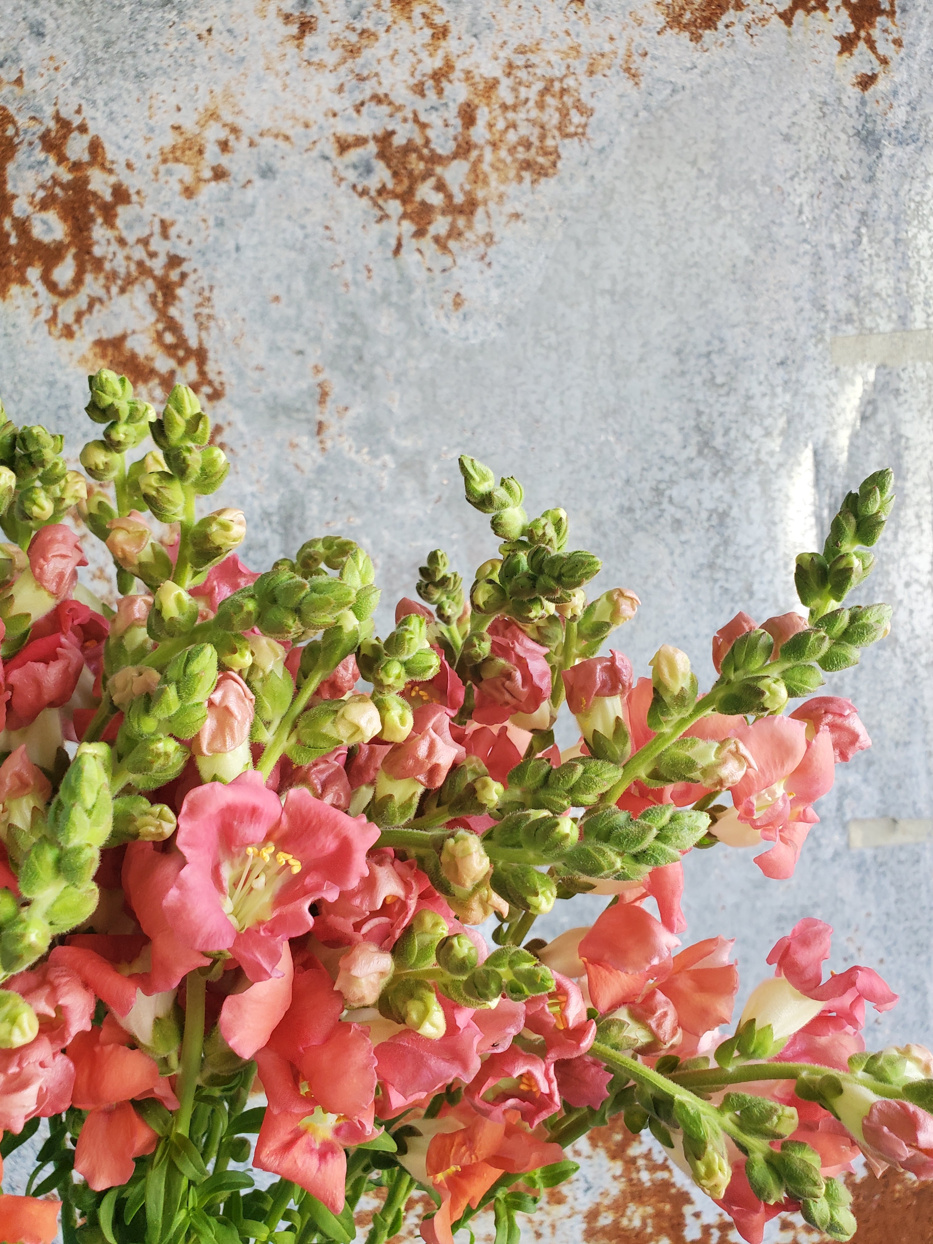 Snapdragon