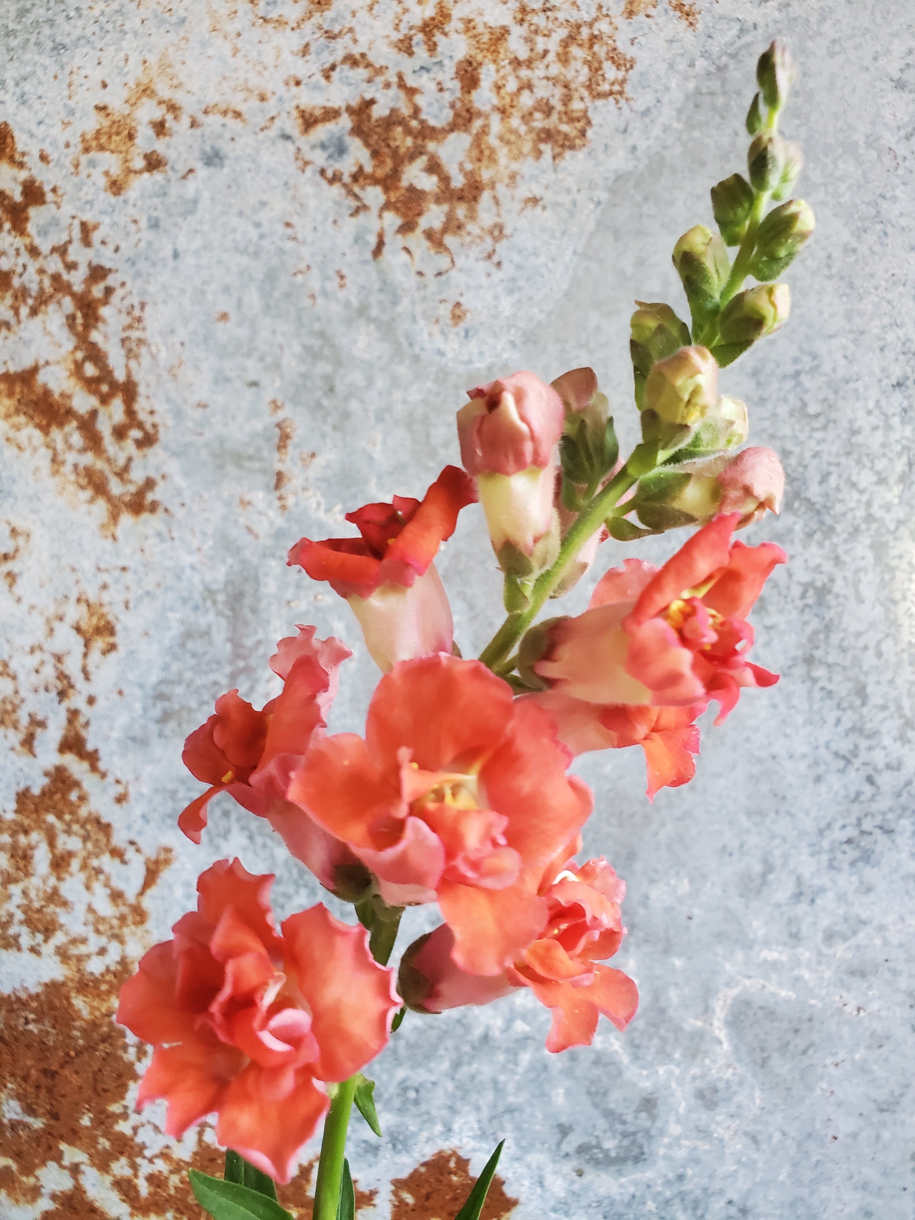 Snapdragon