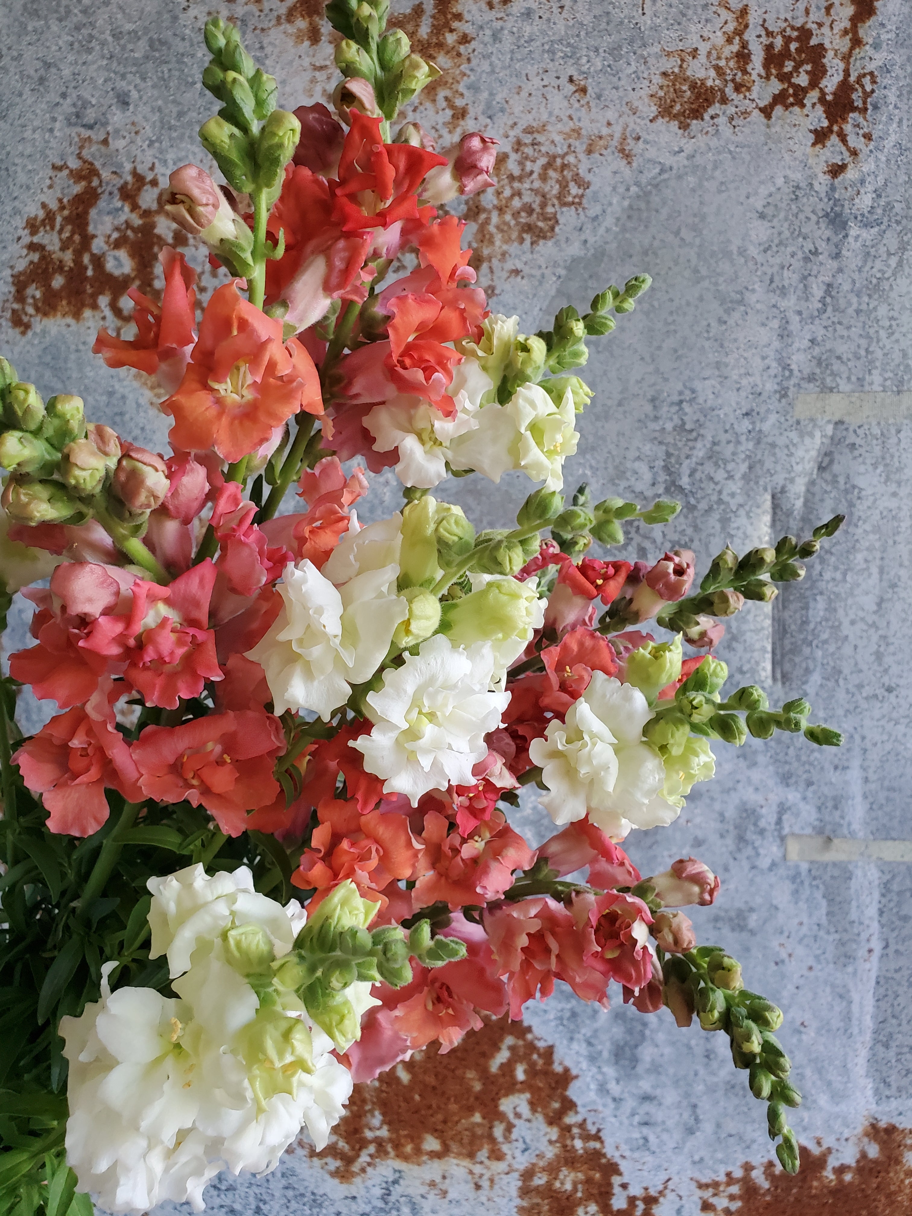 Snapdragon
