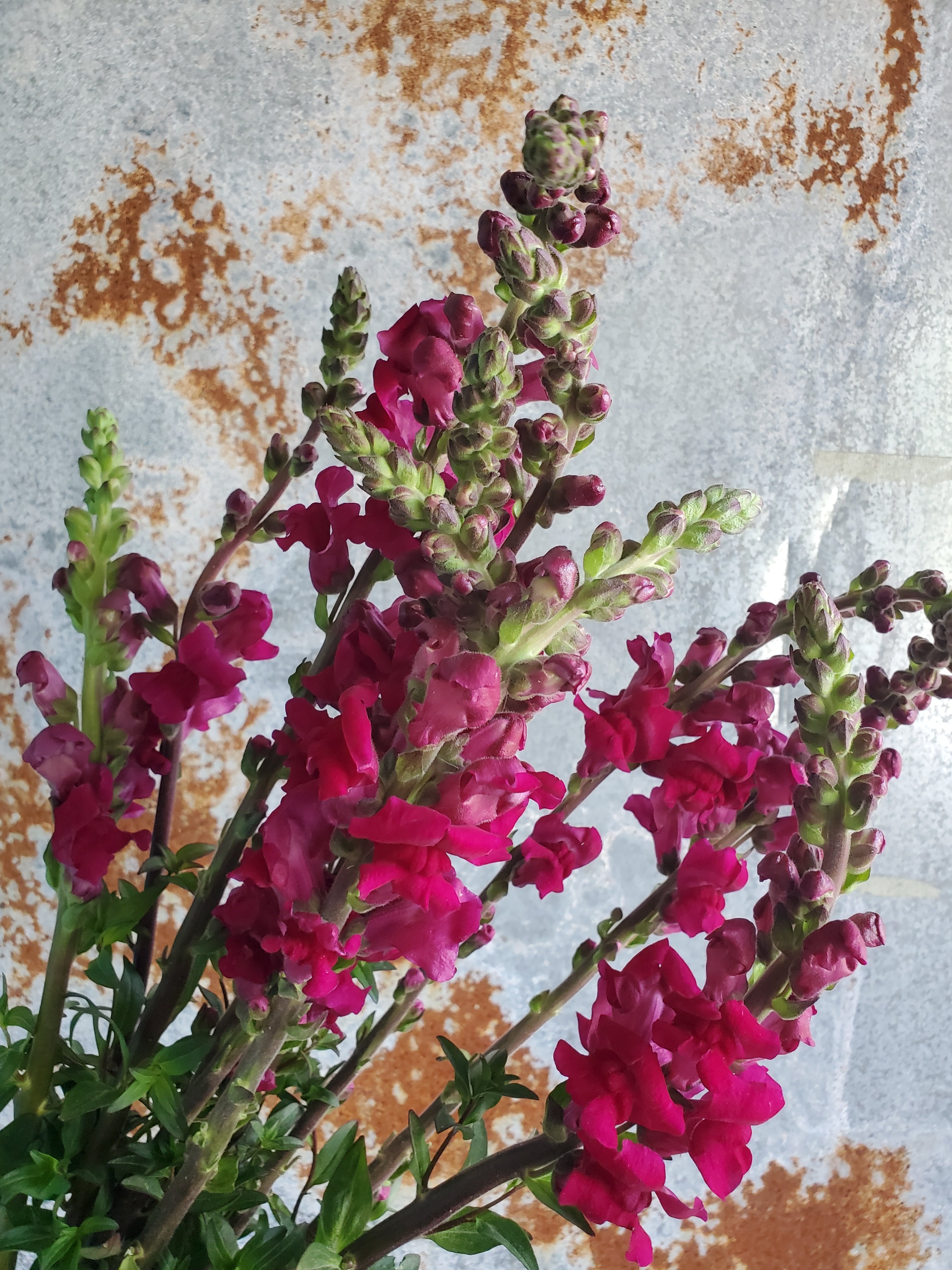 Snapdragon