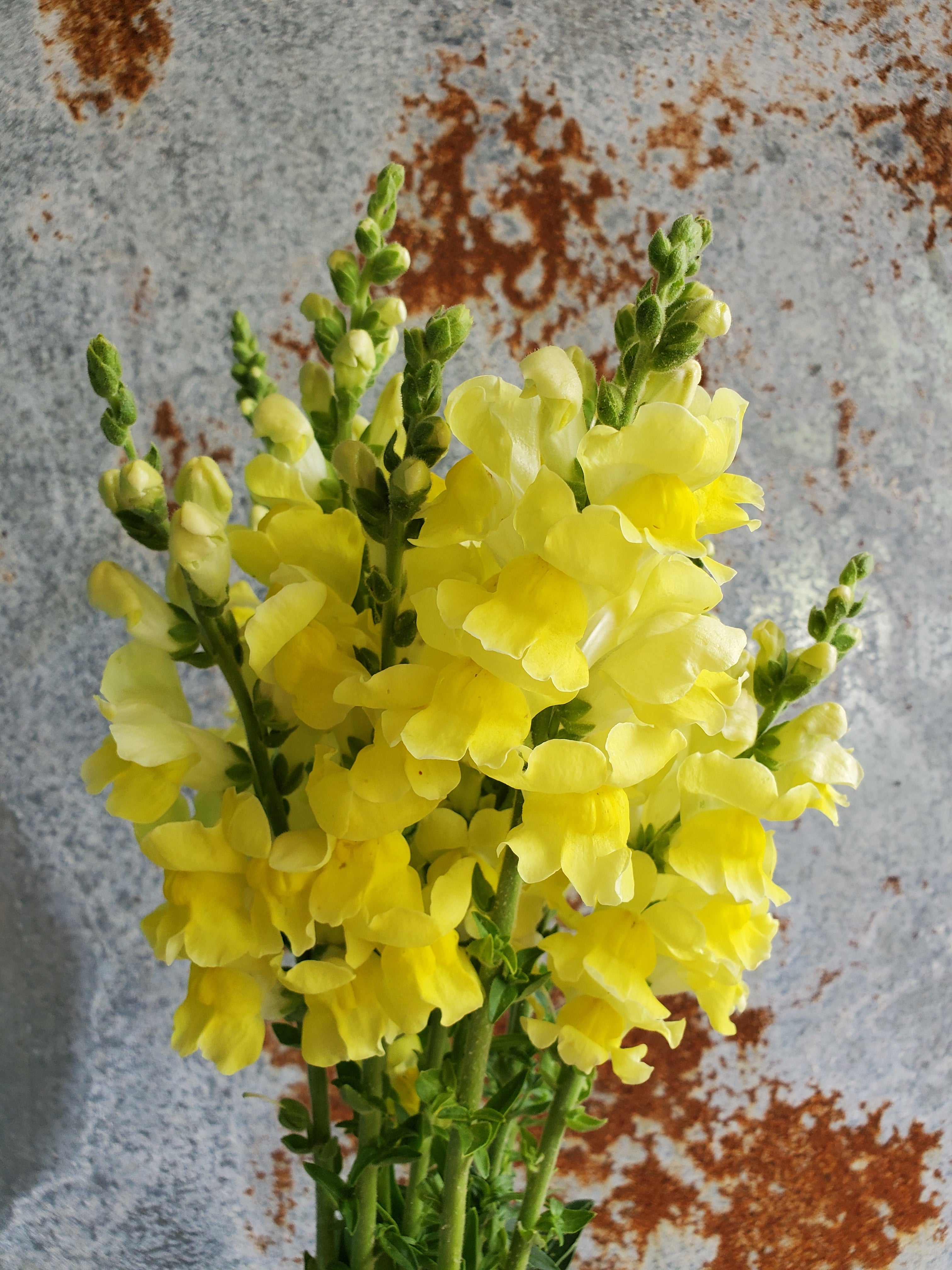 Snapdragon