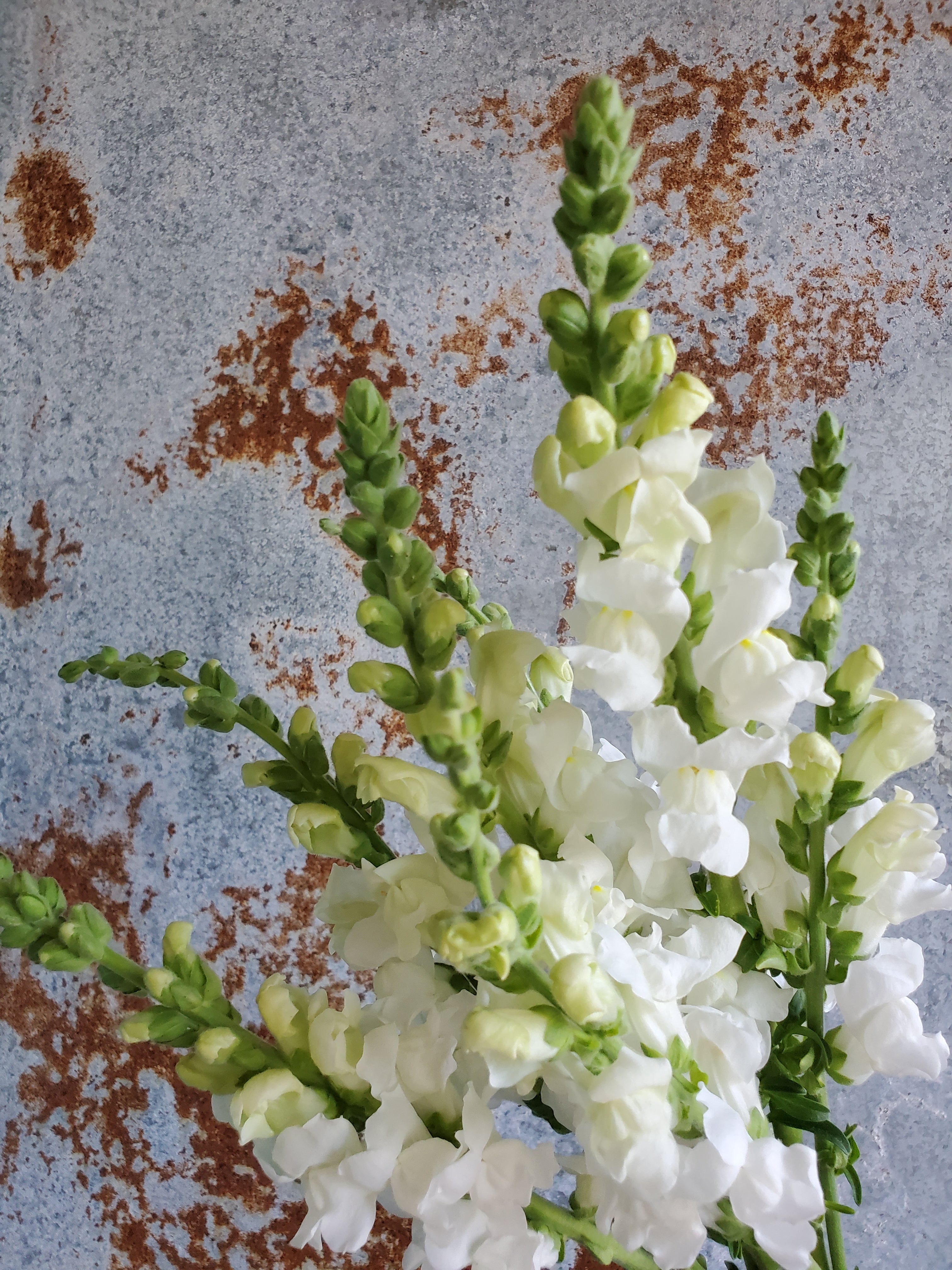 Snapdragon