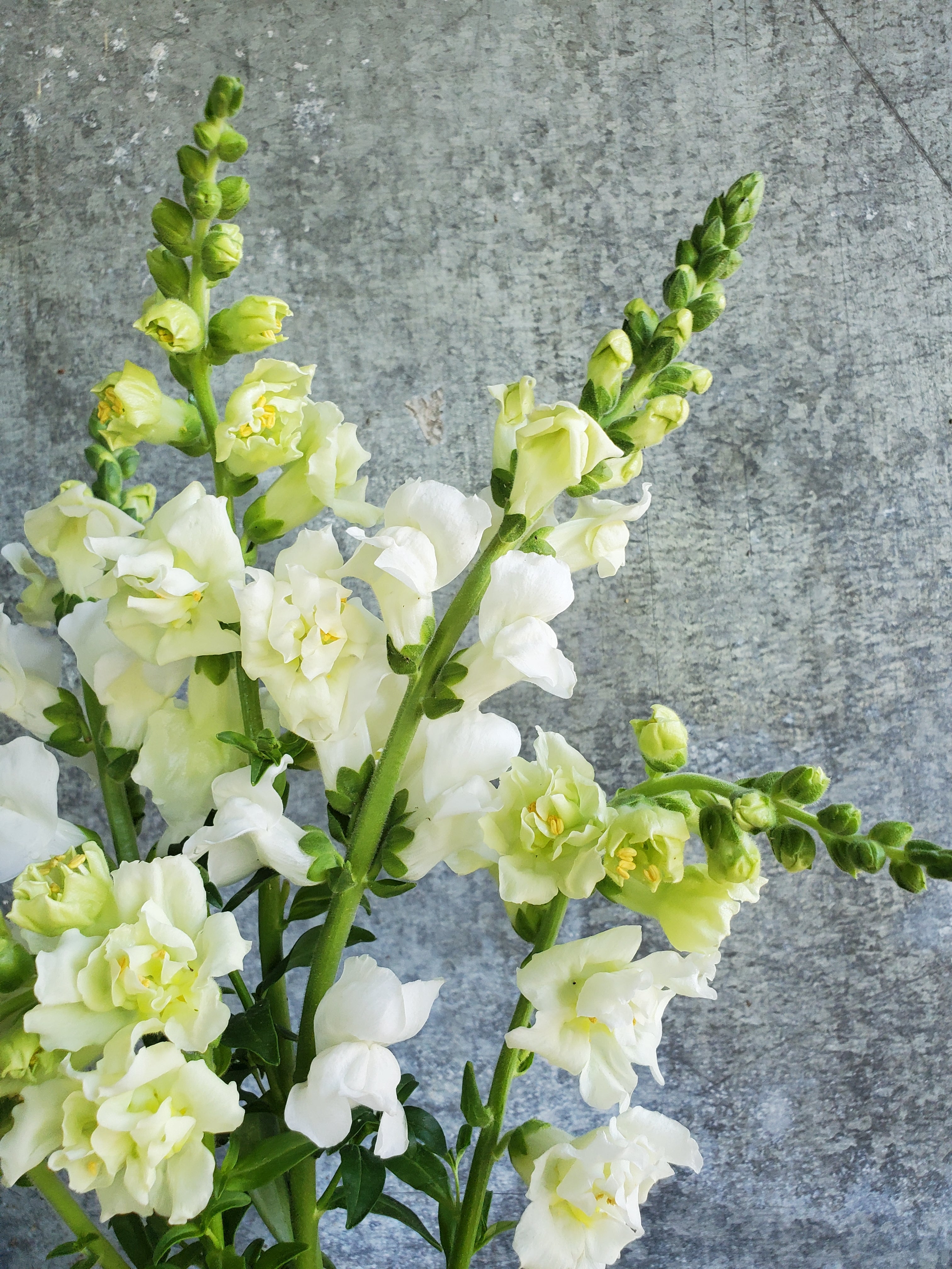 Snapdragon