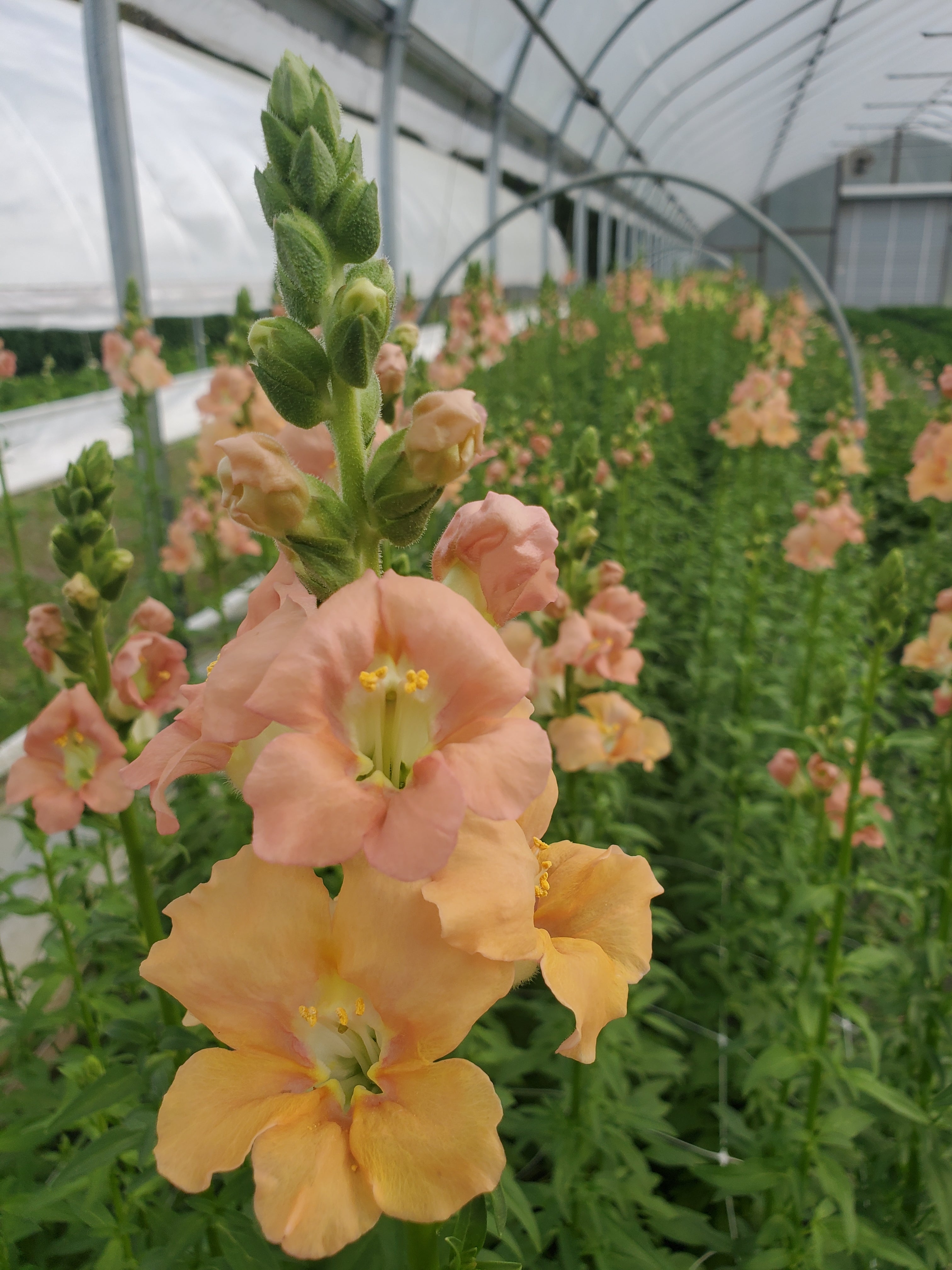 Snapdragon