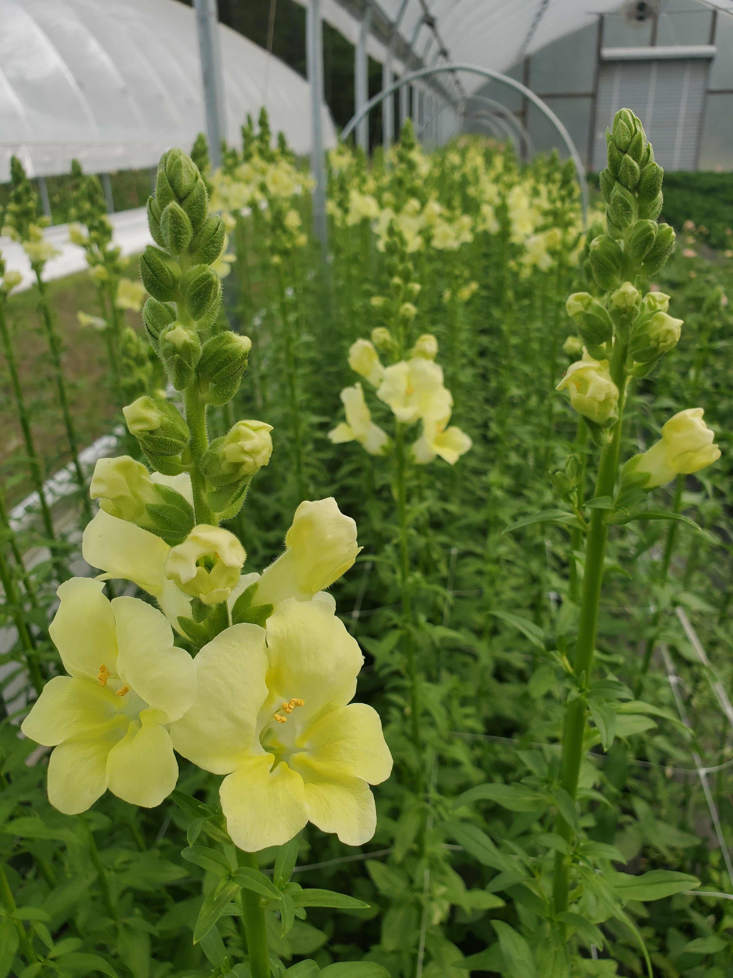 Snapdragon
