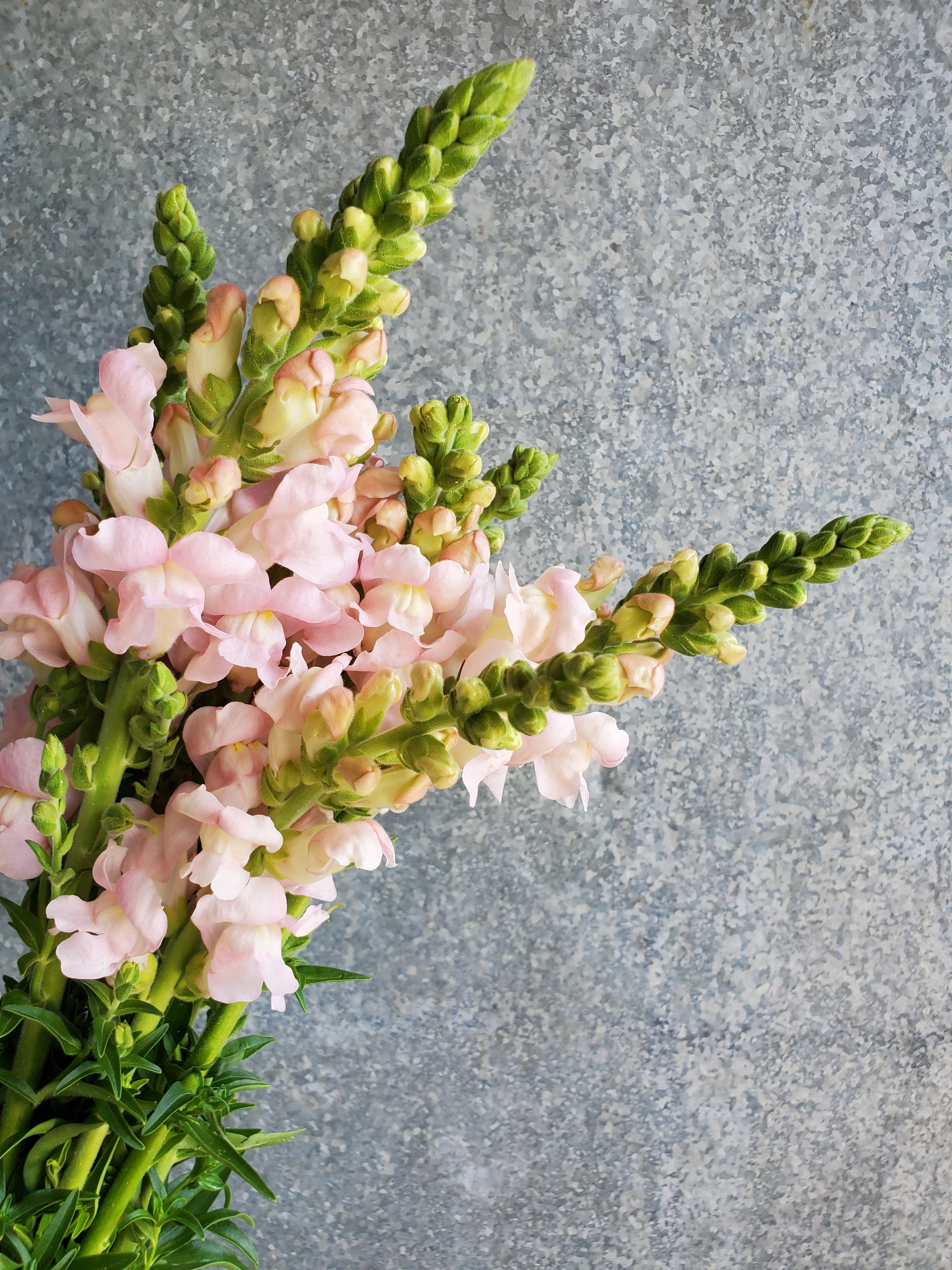 Snapdragon