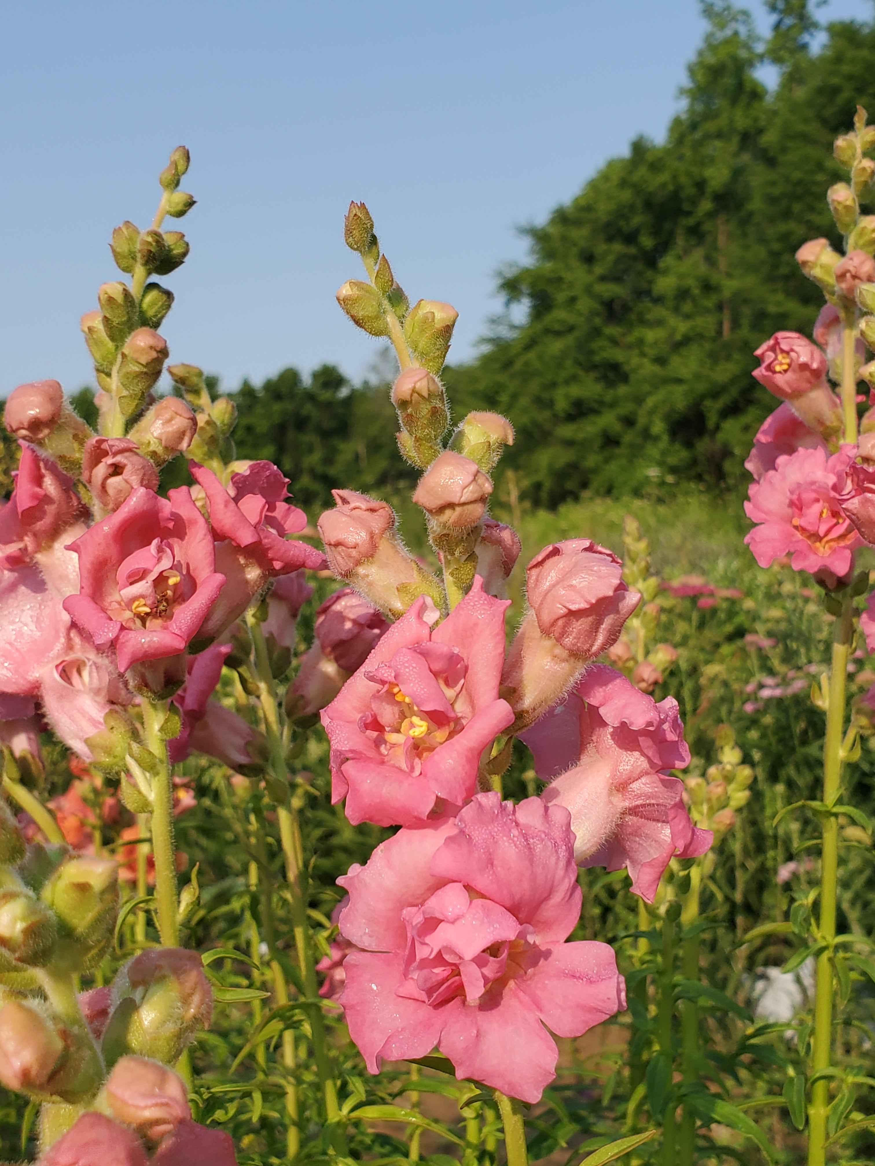 Snapdragon
