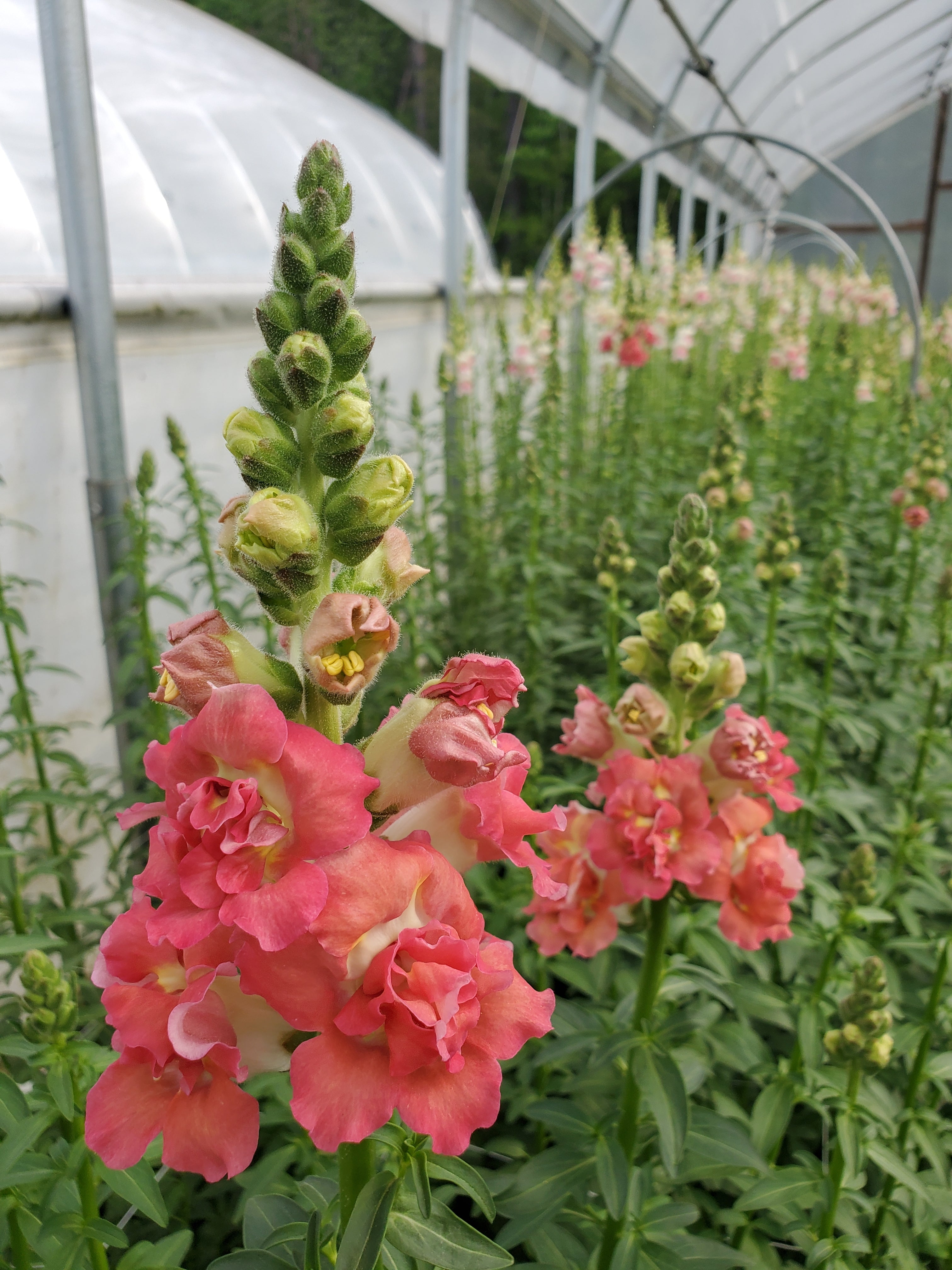 Snapdragon