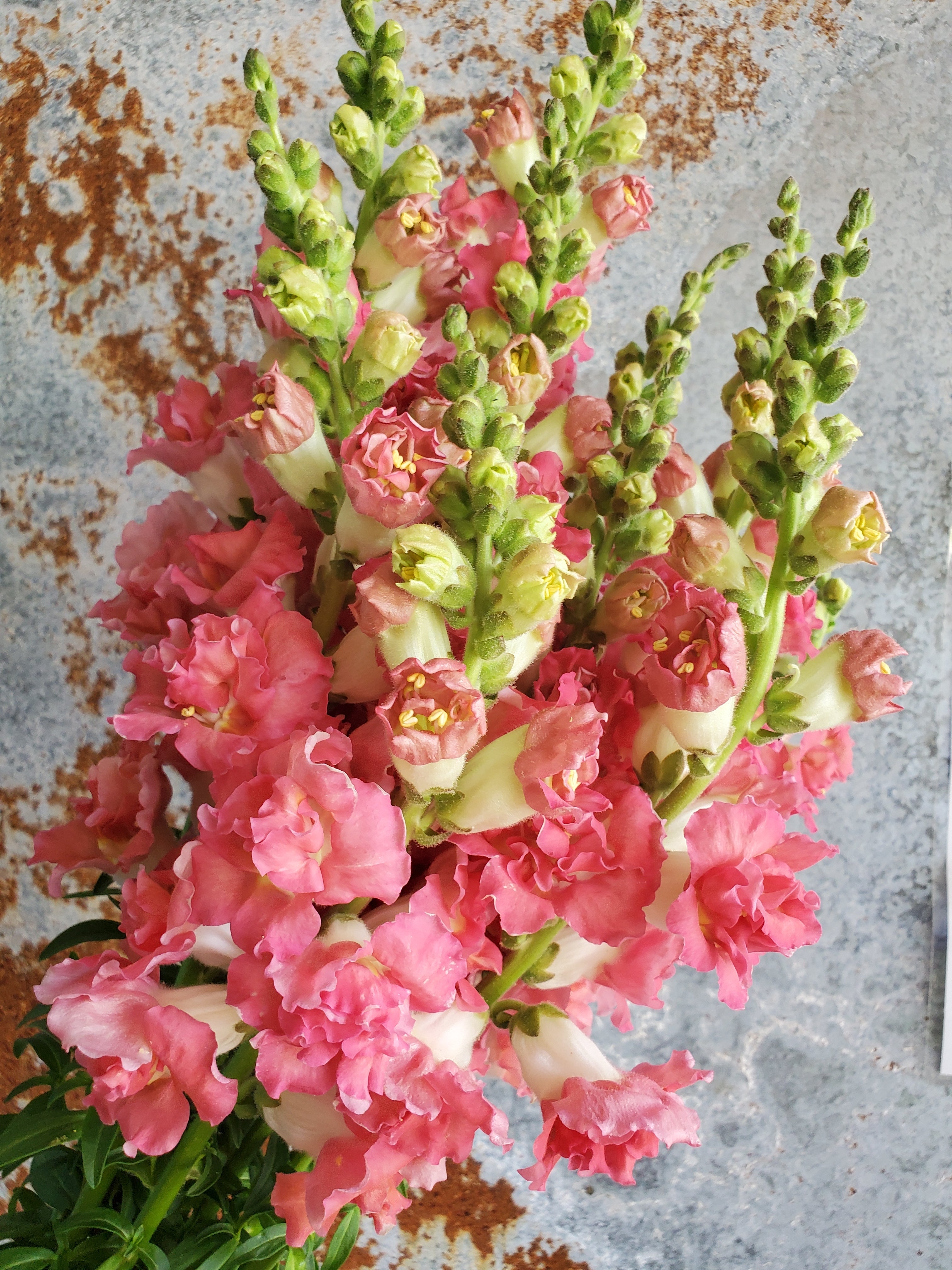 Snapdragon