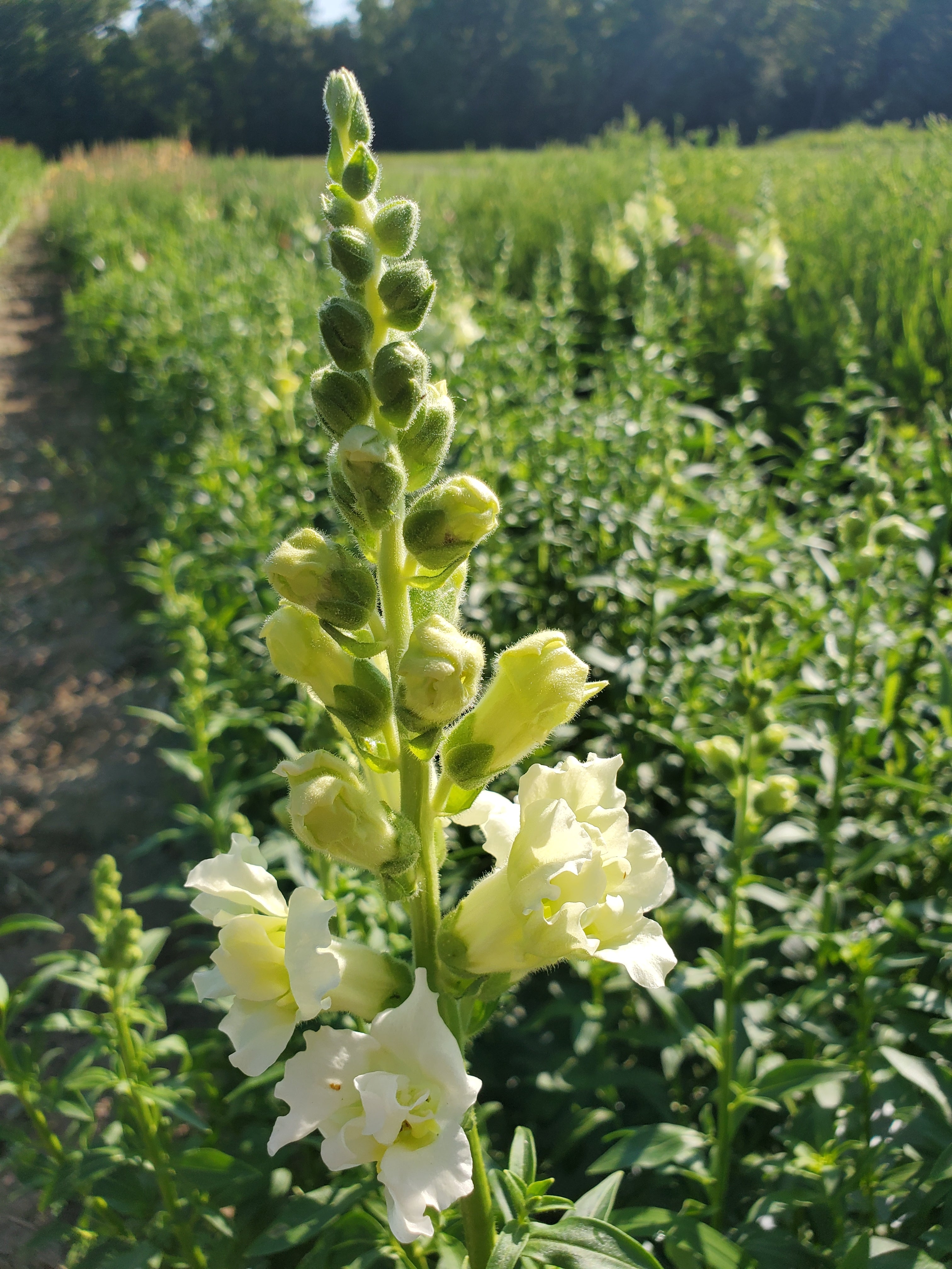 Snapdragon