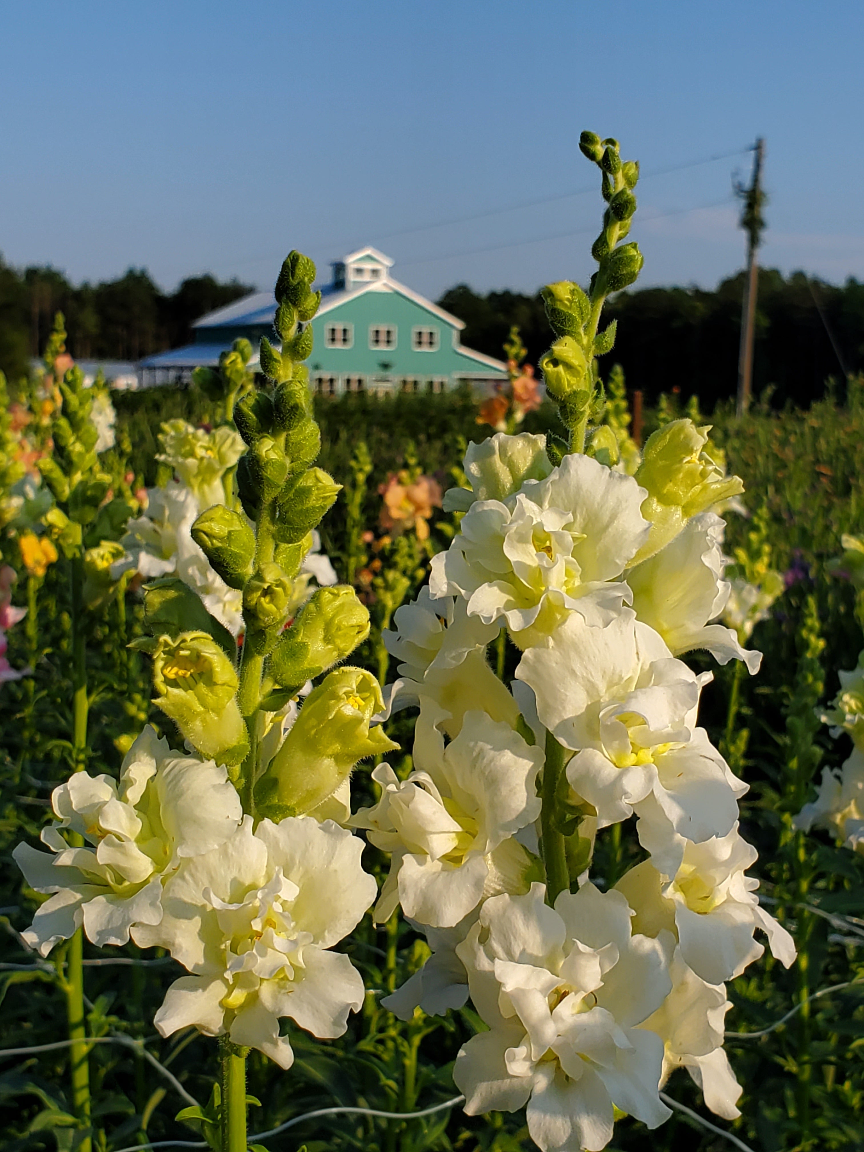 Snapdragon