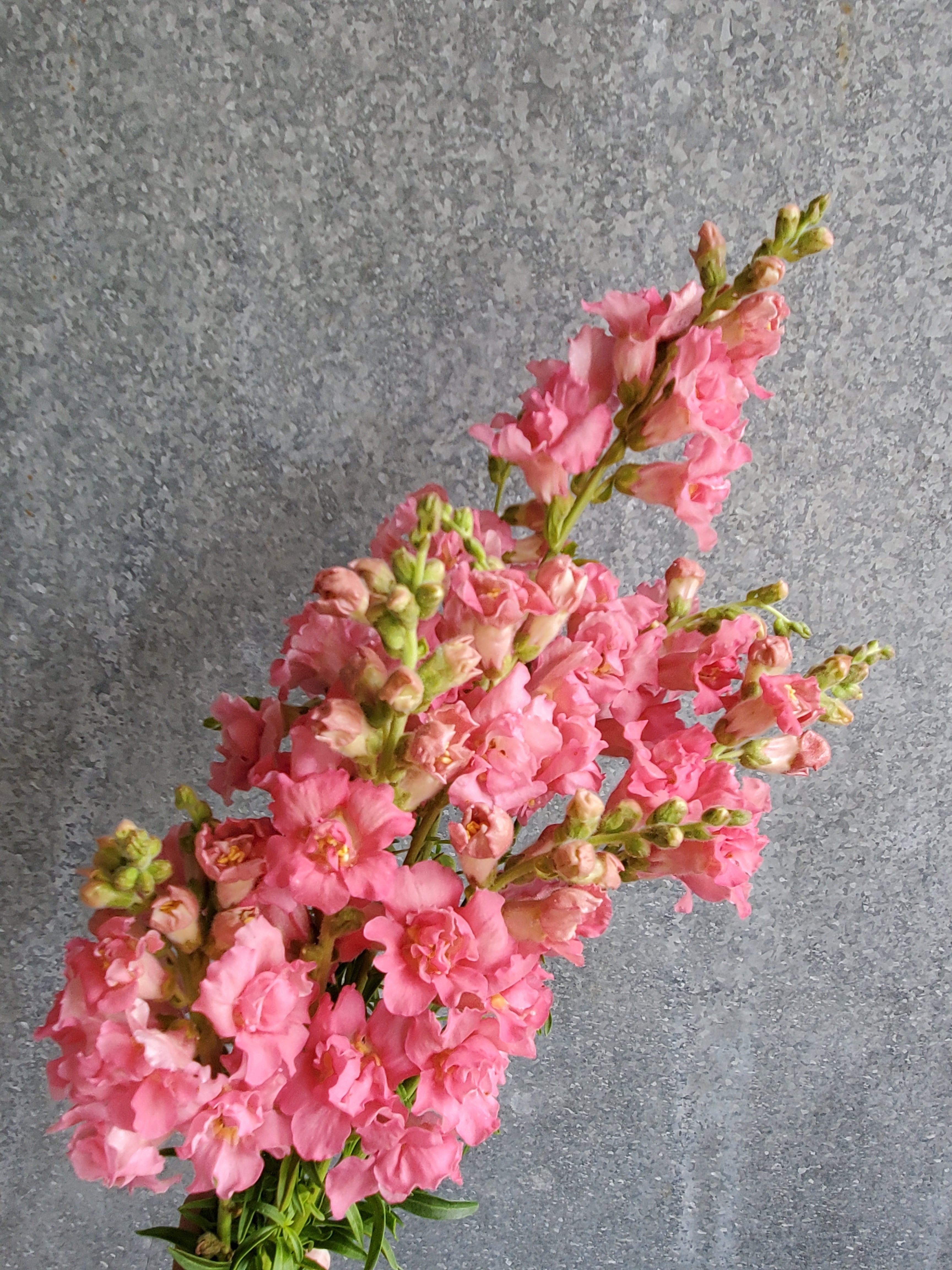 Snapdragon