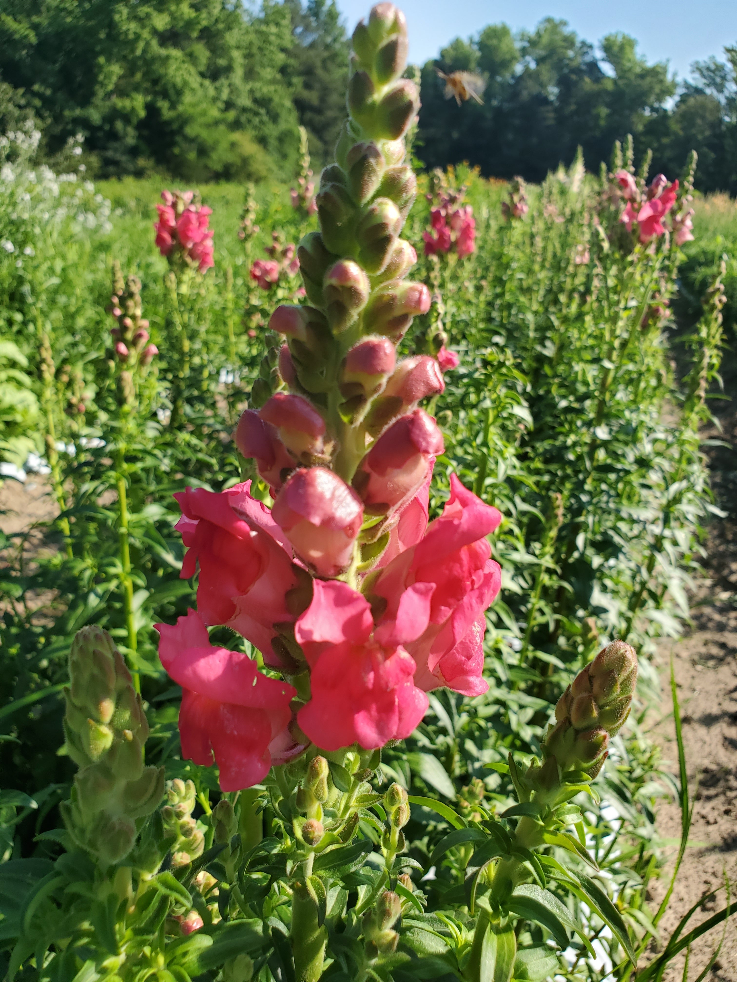 Snapdragon